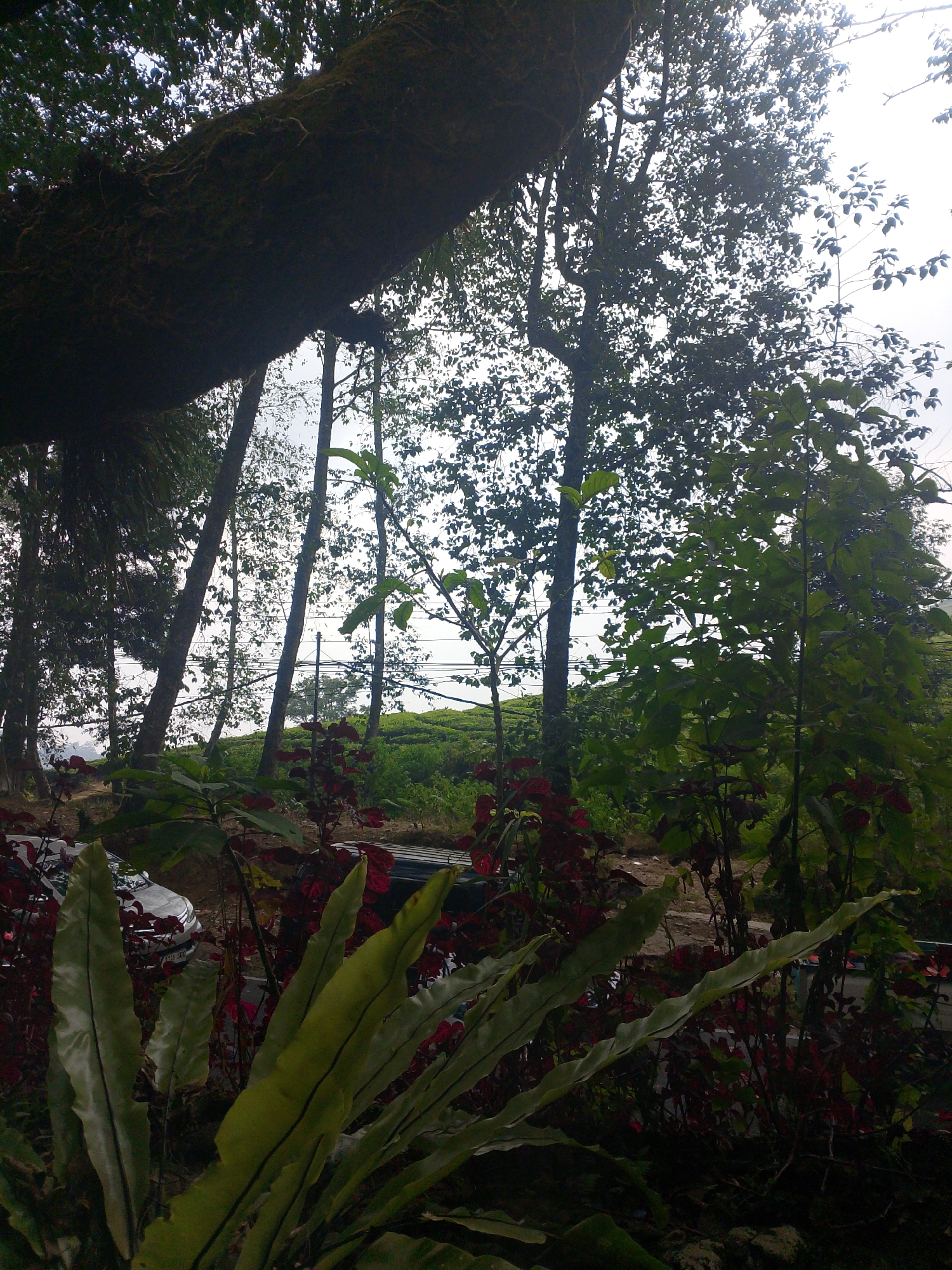 The image shows a view of a tea plantation in Patengan, Indonesia. In the foreground, there are lush green ferns and dark red foliage. Behind the plants, several tall trees with thin trunks stand, with their branches extending upwards and a large, moss-covered tree trunk dominating the upper left portion of the frame. In the background, a vast expanse of green tea bushes stretches across rolling hills, under a bright, overcast sky. A white car is partially visible in the middle ground, parked on a dirt road. The overall scene depicts a natural landscape, likely a tourist attraction or a working plantation.