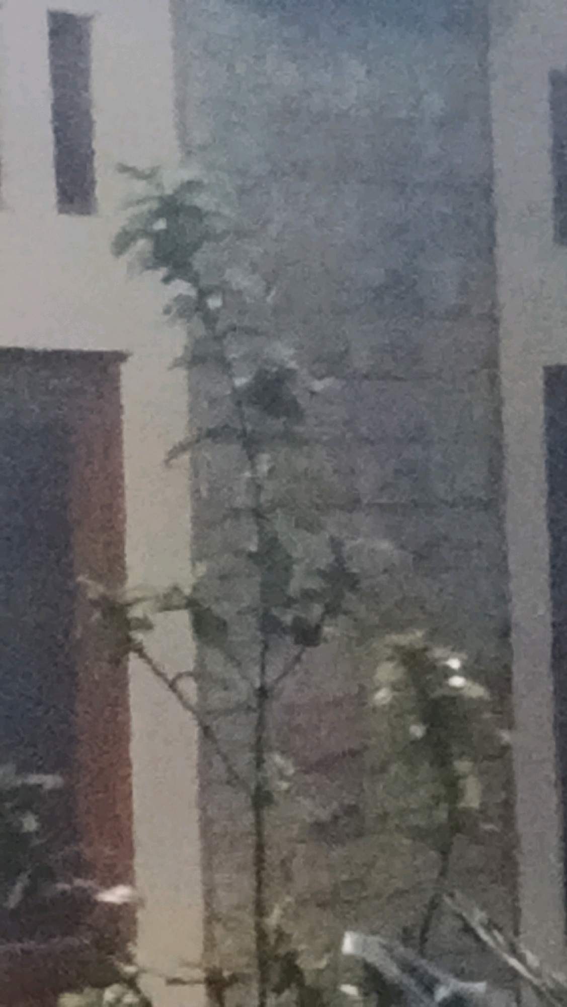A tall, thin tree with sparse green leaves grows vertically in front of a textured, gray wall. To the left of the tree, a dark red rectangular object is visible, possibly a door or window frame. Further left, a light-colored vertical rectangular shape protrudes from a lighter-colored background. The image is taken in Ujungrusi, Indonesia.