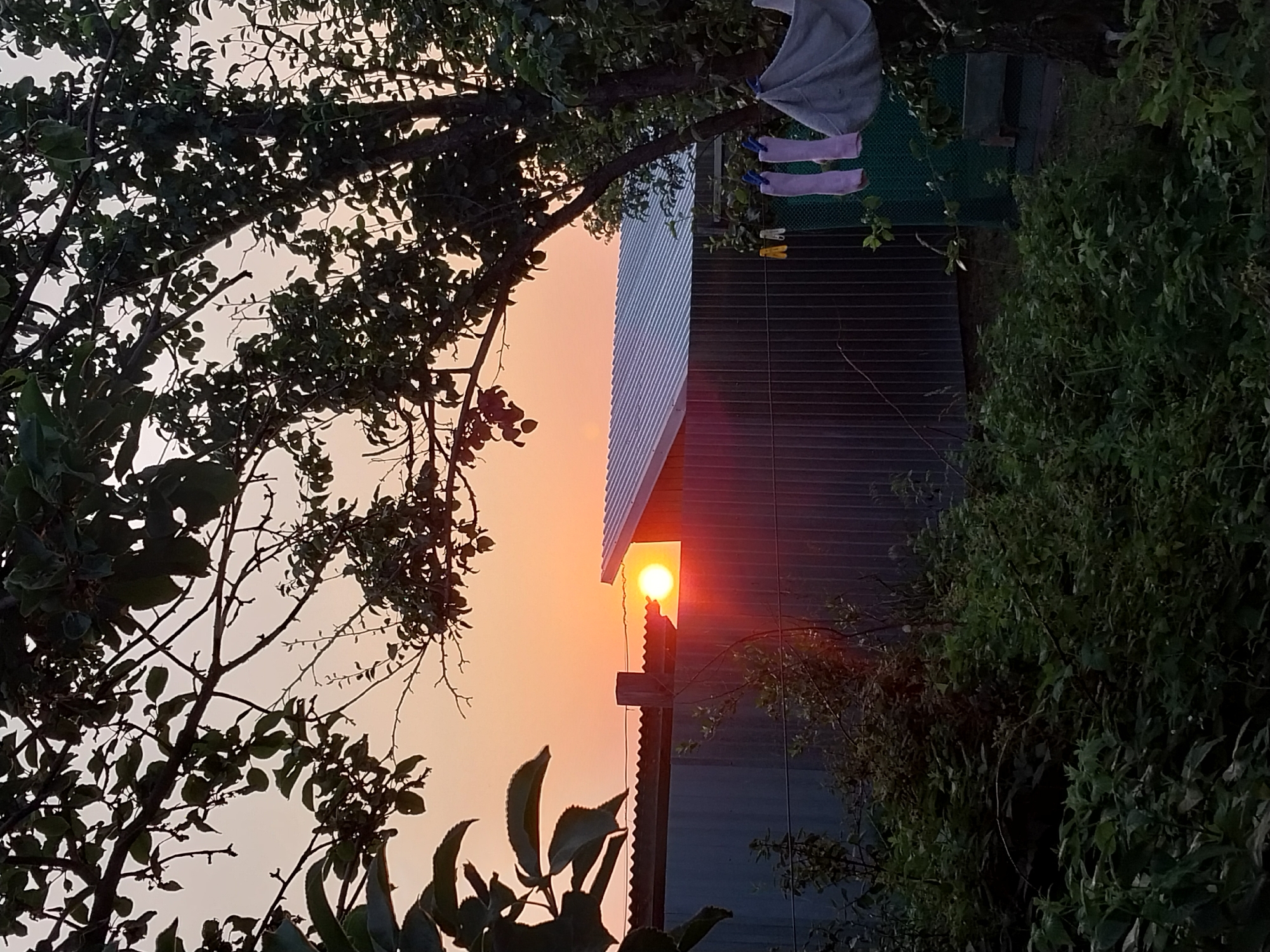 The image shows a sunset viewed from a yard in Soloneshnoye, Russia. The sun is a bright orange orb, partially obscured by the silhouette of a tree with dark green leaves in the foreground. Behind the tree and in the midground, a corrugated metal fence runs horizontally across the frame. On top of the fence, a building with a white, gabled roof is visible. Clothes, including two pink items and a gray bundle, are hanging on a clothesline attached to a thin post to the right of the building. The background consists of a hazy, pale orange sky. The lower part of the image is filled with dense, dark green foliage and vegetation.