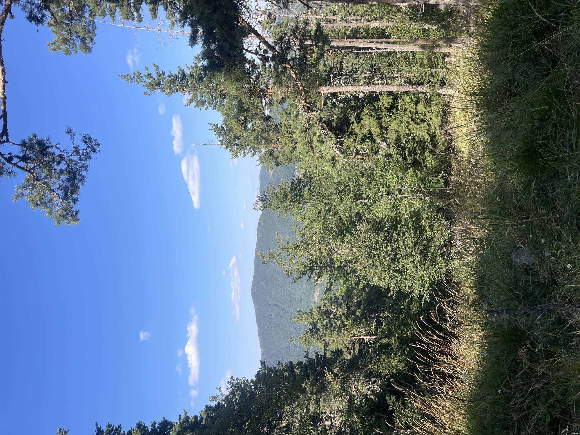 The image captures a natural landscape scene, likely from a vantage point overlooking a forested mountain range. In the foreground, tall, dry grass with some green patches is illuminated by sunlight, suggesting a meadow or a clearing. Behind the grass, a dense forest of evergreen trees dominates the mid-ground. The trees are of varying heights and species, with some appearing to be pine trees. The forest extends up the slopes of a large, rounded mountain that fills the background. The mountain itself is covered in dense vegetation, appearing as a dark green expanse. Above the mountain, a clear blue sky with a few scattered white clouds stretches across the frame. The branches of evergreen trees frame the top and sides of the image, indicating that the viewpoint is from within a forest or at the edge of one. The overall impression is one of a serene, natural environment with a sense of depth and scale. There are no people, animals, or man-made structures visible in the image. The location is identified as being in the city of Bosilkovo, Bulgaria.