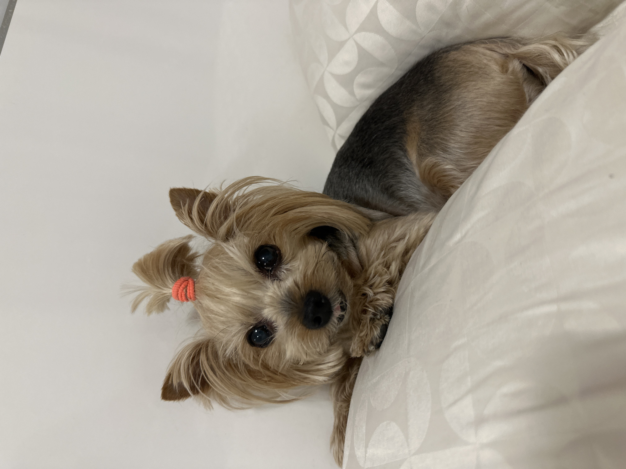 A Yorkshire terrier with a coral-colored hair tie in its topknot lies on a white pillow with a circular pattern. The dog's head is resting on the pillow, and its body is partially obscured. The background is a white, presumably a bed or sofa. The location is unknown and cannot be determined from the image.