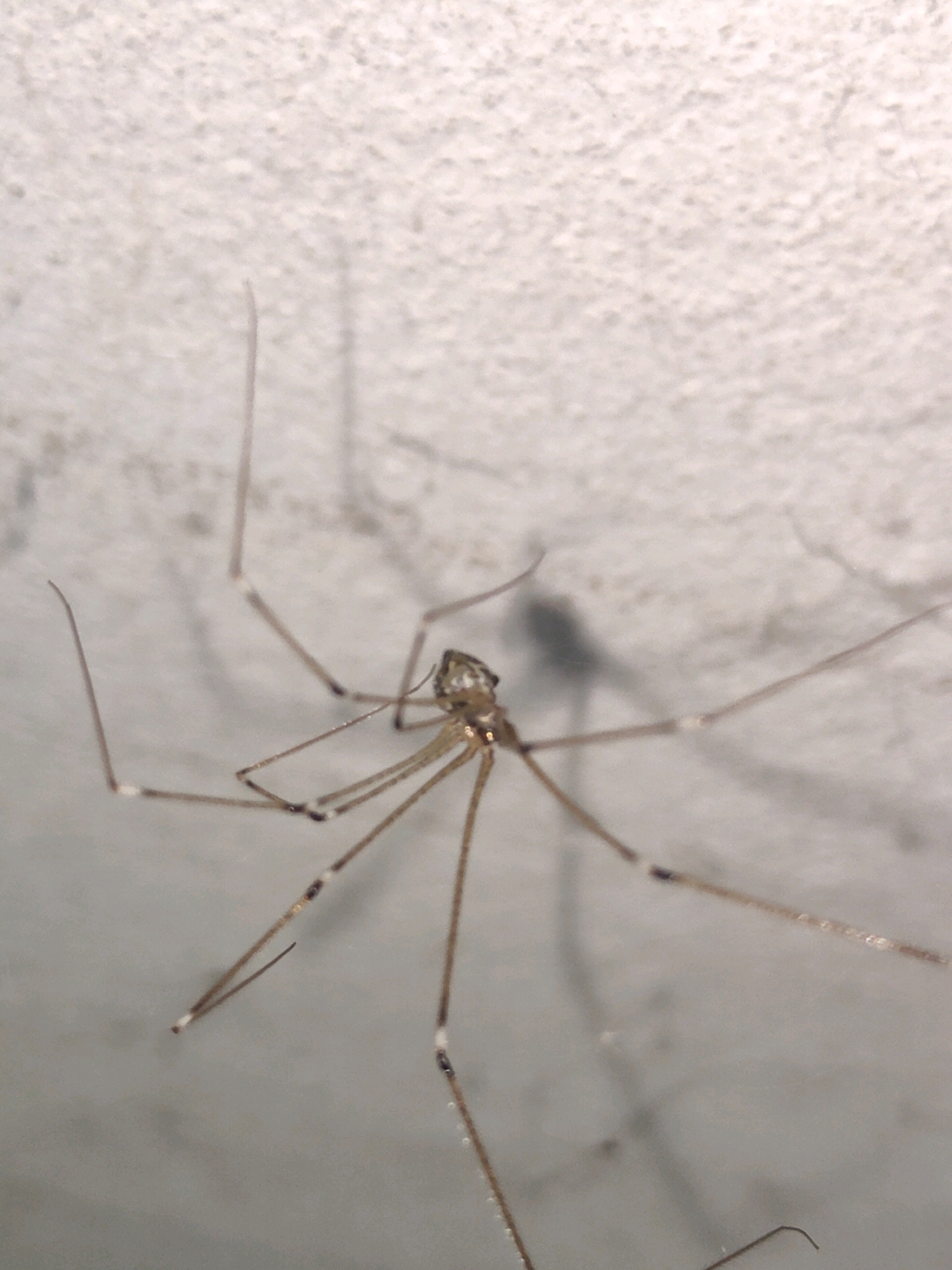 A long-legged spider, likely a cellar spider, is pictured on a textured, off-white surface. The spider's body is small and light brown, with long, thin legs that extend outwards. Some of the leg joints are marked with darker coloration. The background is out of focus, but appears to be a wall or ceiling with a slightly rough texture. The lighting casts faint shadows of the spider and its legs onto the surface. The image is a close-up shot, emphasizing the details of the spider. The location in the city of Senbagh, Bangladesh is not determinable from the visual information provided in the image.