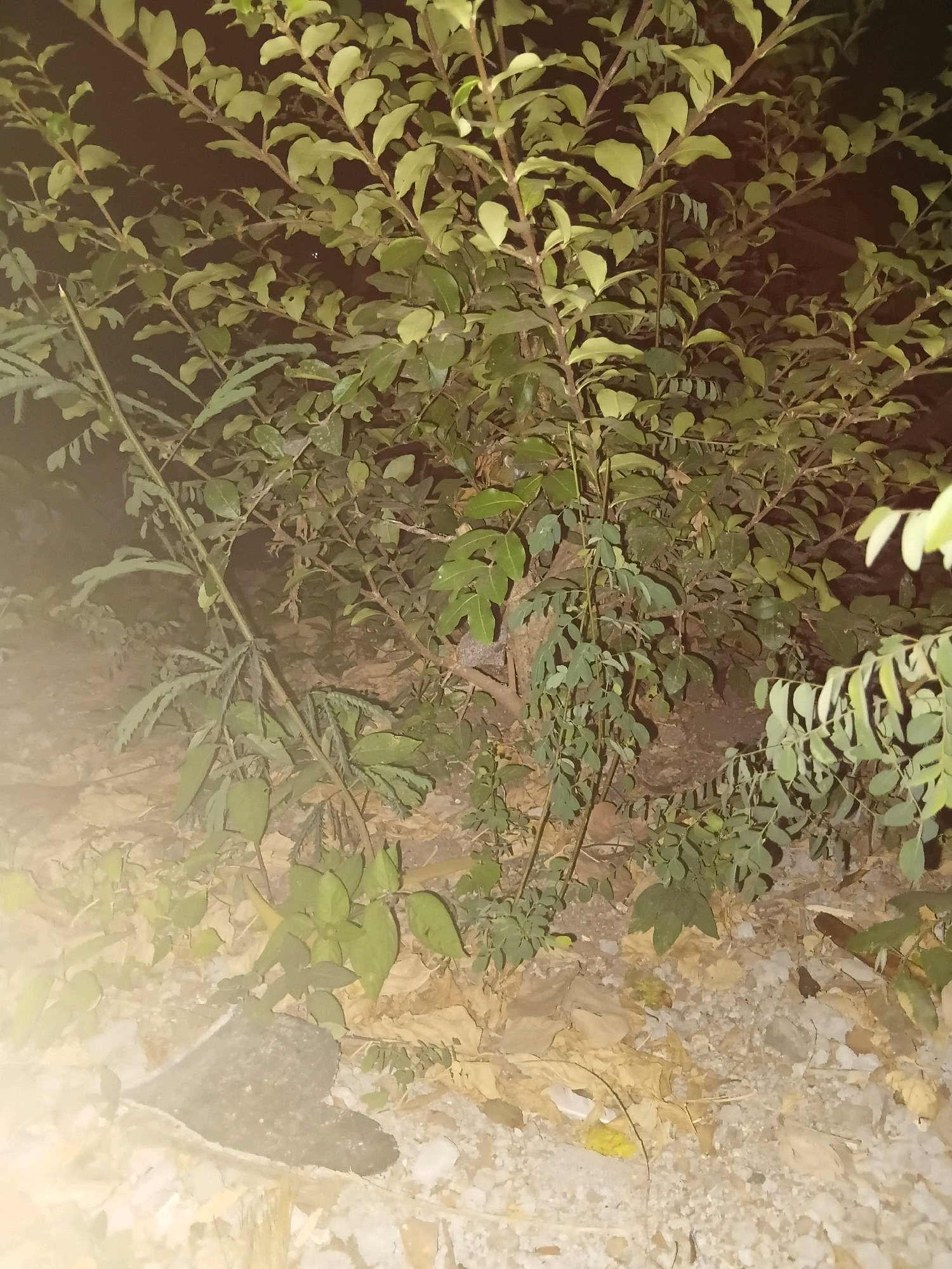 A medium-shot image, taken at night, shows a dense thicket of green leafy plants and branches. The ground beneath is covered with dry leaves, small stones, and a dark, possibly rubber, object. The overall lighting is dim, with some areas appearing brighter due to an external light source. The scene is located in Cikal, Indonesia.