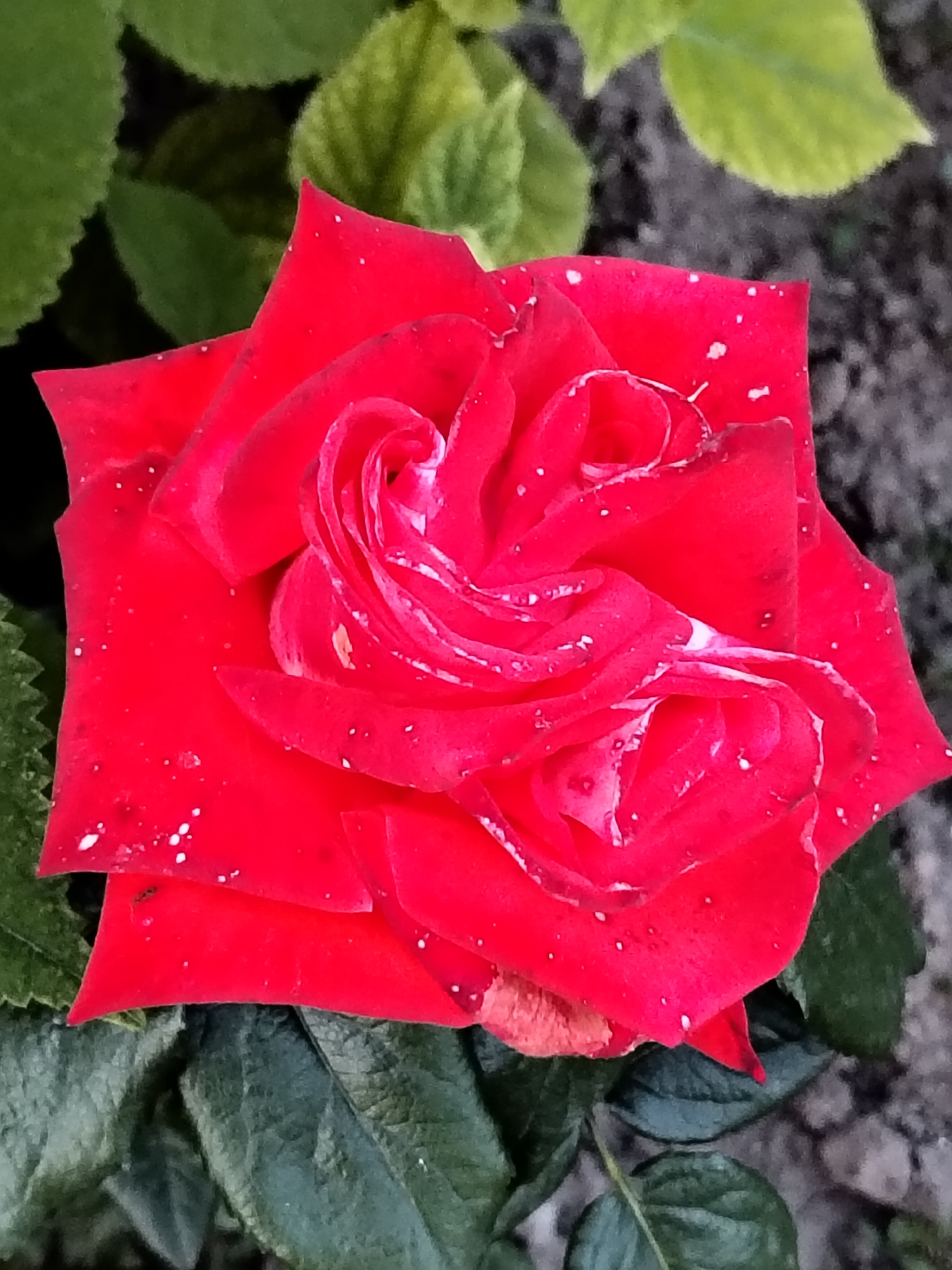 A close-up, top-down perspective photograph captures a single red rose in bloom. The rose features multiple layers of vibrant red petals, with the innermost petals tightly curled and exhibiting lighter pinkish-white striations. Numerous small, distinct white dots, consistent with water droplets or residue, are scattered across the petal surfaces. A slight browning is visible on some of the outer petals at the bottom of the rose. The background consists of out-of-focus green foliage in the upper and lower-left quadrants and a blurred, dark, textured ground surface in the upper and lower-right quadrants. The scene is illuminated by ambient light. This image was captured in the city of Unknown, Unknown.