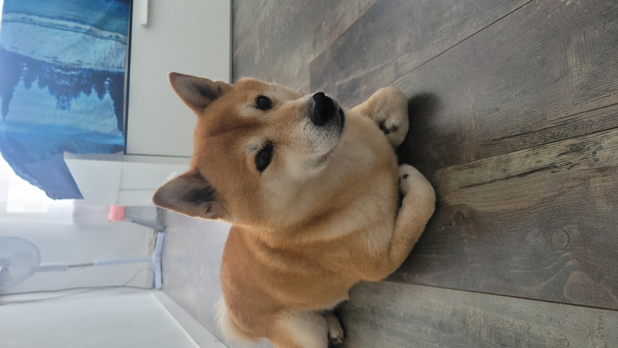 A Shiba Inu dog lies on a wooden floor, facing right. The dog is light brown with white markings on its chest, muzzle, and tail. Its front paws are tucked beneath its chest, and its back legs are extended behind it. In the background, a white bed with blue bedding is visible, along with a white fan and a light-colored wall. The scene appears to be an indoor setting, possibly a bedroom or living area. The image does not contain any information about the city of Warsaw, Poland.
