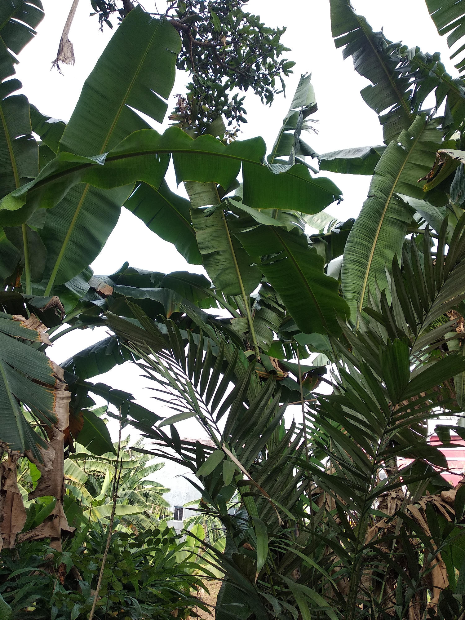 This is a ground-level, eye-level, medium shot of dense tropical foliage. The scene is dominated by large, lush green banana leaves that fill the frame, obscuring much of the sky and background. Some of the leaves are torn and weathered, showing brown edges and dry patches. In the mid-ground and background, other types of tropical plants and trees are visible, including palm fronds. The overall impression is one of abundant vegetation. The presence of a building with a red roof and a dark-framed window in the far right background suggests this is likely an outdoor scene in a residential or semi-rural area. The lighting is diffused, possibly indicating an overcast day or the shade provided by the dense canopy. This image was taken in Balaraja, Indonesia.