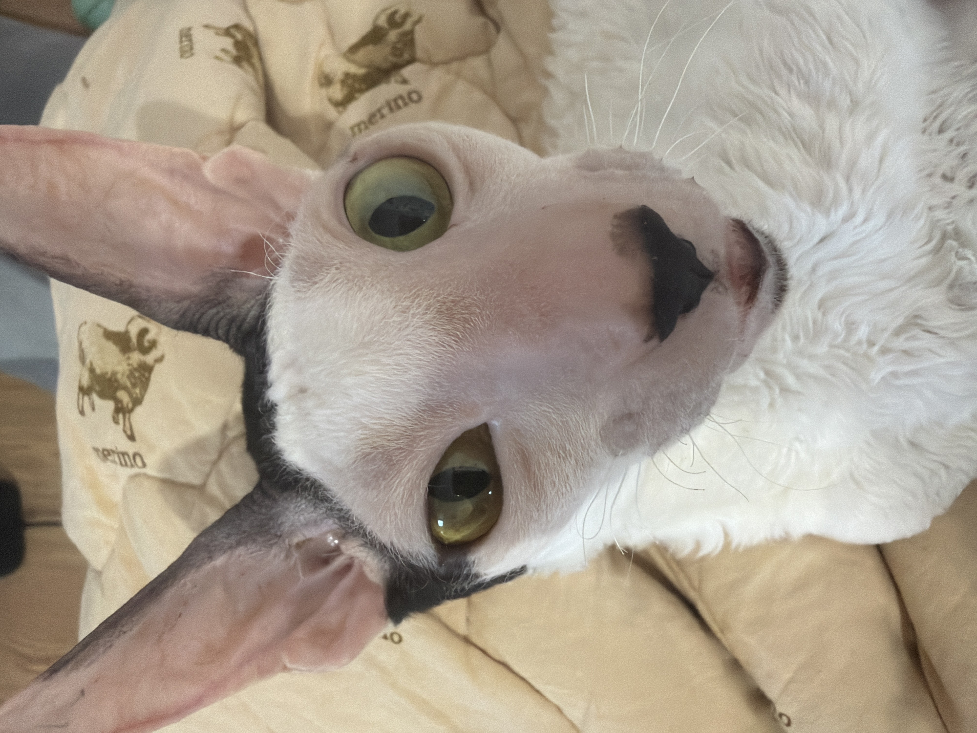 A close-up, head-on shot captures a Sphynx cat with striking pale green eyes and large, prominent ears. The cat has white fur with black markings on its head and ears. It is resting on a light brown, textured blanket that features a repeating pattern of images of bulls and the word "merino." The background is blurred, suggesting the photo was taken indoors. The lighting is natural and appears to be coming from the front. No specific location in Yekaterinburg, Russia, can be identified from the image.