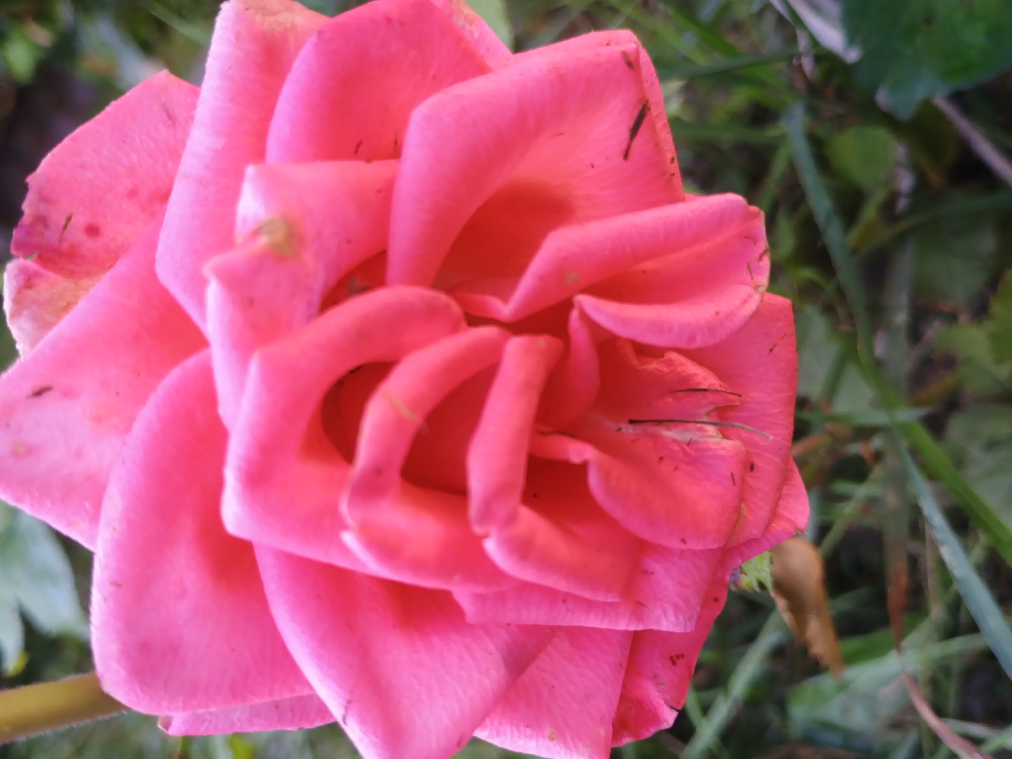 A close-up, eye-level shot captures a vibrant pink rose in full bloom. The rose's petals are layered and slightly unfurled, revealing intricate folds and textures. Some petals show small blemishes or specks of dirt. The background consists of blurred green foliage and grass, suggesting an outdoor setting. The image does not contain any people or specific landmarks to indicate a location in Kliushnykivka, Ukraine.