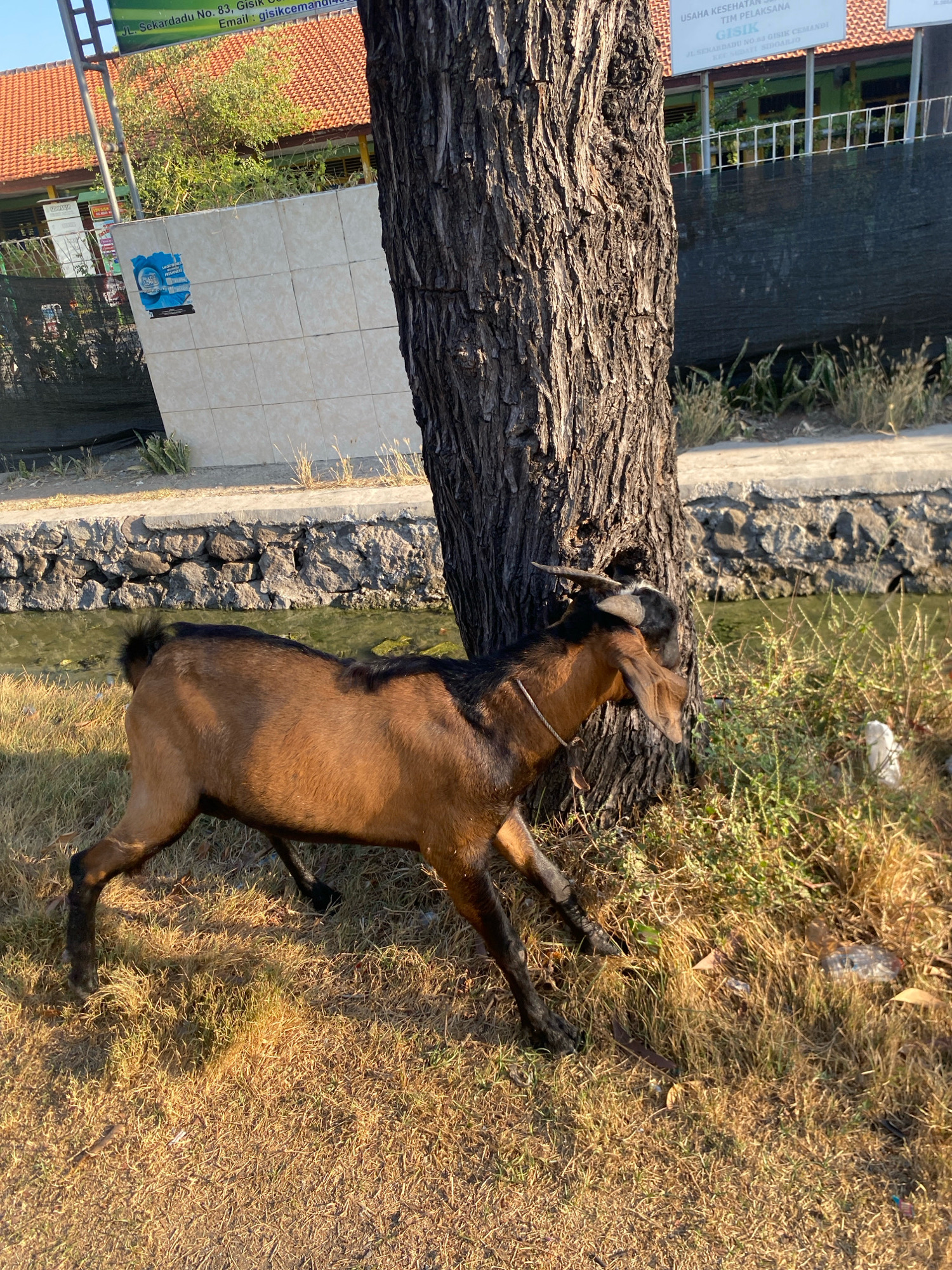 A brown goat stands on dry grass next to a large tree, its head turned towards the tree's trunk. A narrow channel of water runs behind the goat, bordered by a stone wall. In the background, a tiled building with an orange roof is visible, along with a black fence. A sign on the building reads "USAHA KESEHATAN ... GISIK CEMANDI". The scene appears to be outdoors during the day, with sunlight casting shadows.