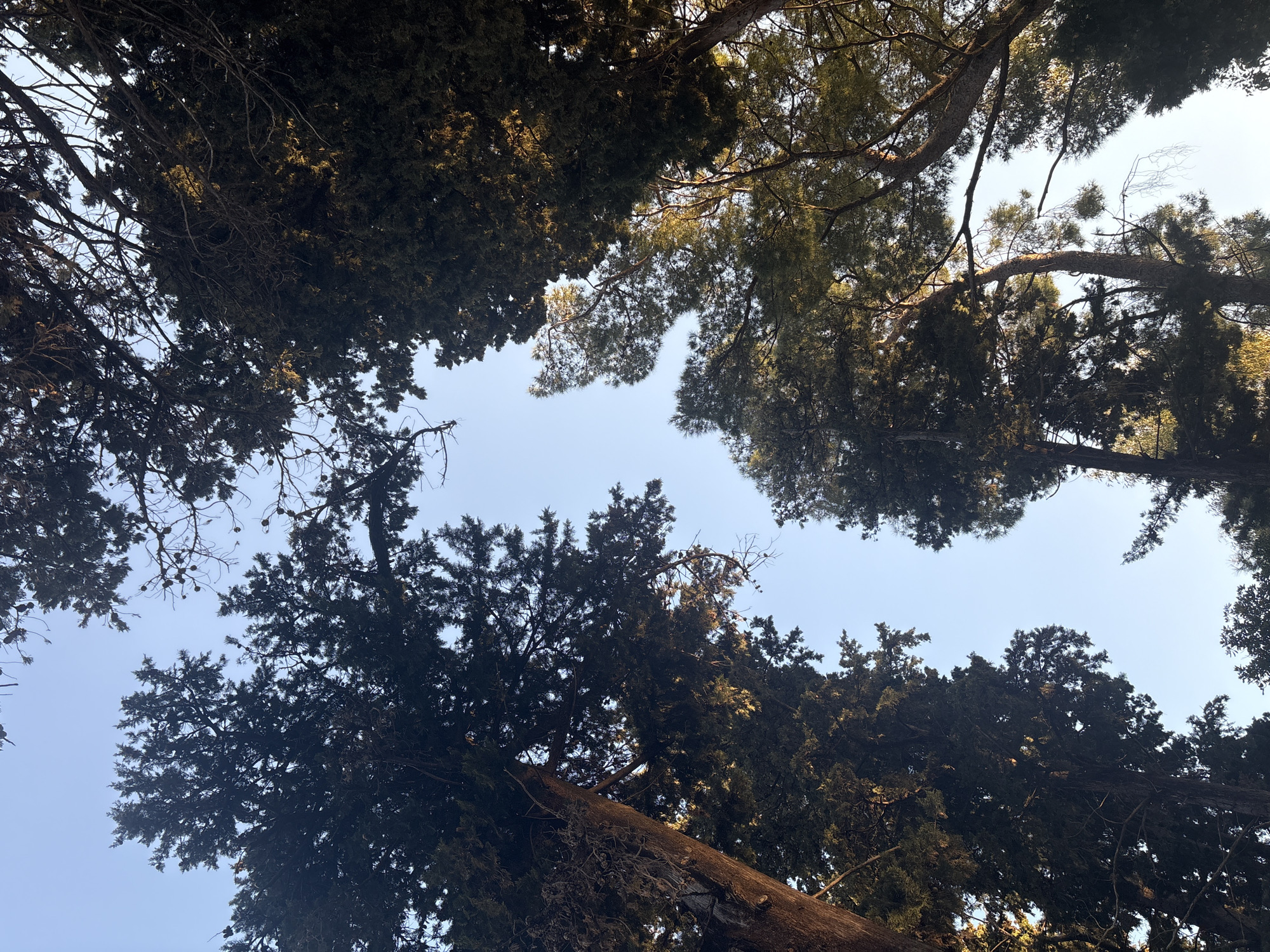 The image shows a view looking up into the canopy of several evergreen trees against a clear blue sky. The location is Bar, Montenegro. The trees are densely packed, obscuring much of the sky. The trunks are not easily visible. There are no people present.