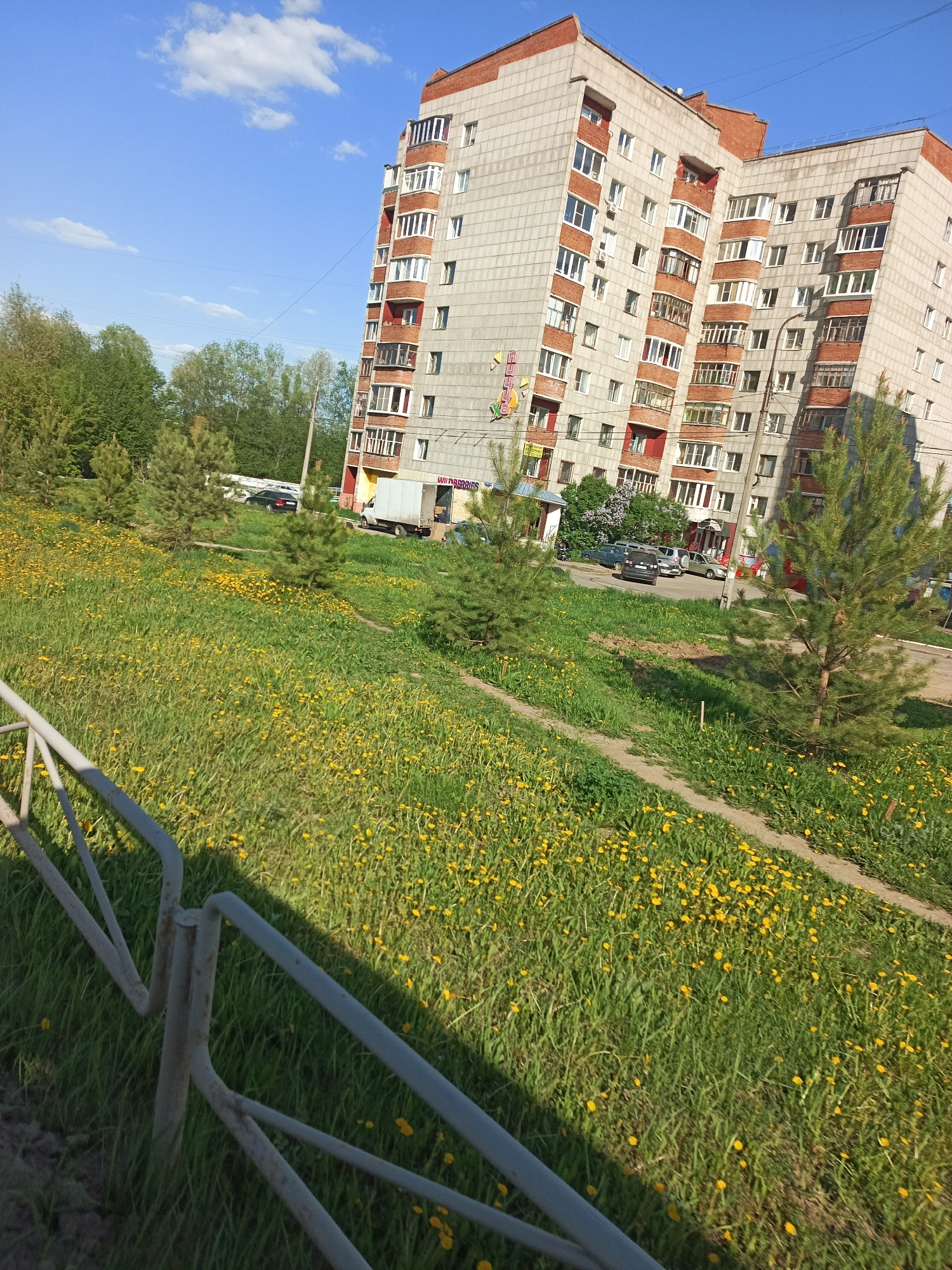 A sunlit, ground-level view reveals a grassy area with many yellow dandelions, intersected by a dirt path. A section of a weathered metal railing is visible in the foreground. Behind the grass, several small pine trees are planted in a line. In the background, a multi-story residential building with red brick accents is visible. Cars and a white truck are parked near the building, along with a few leafy green trees. The sky is blue with sparse white clouds. The location is identified as the city of Chaikovsky, Russia.