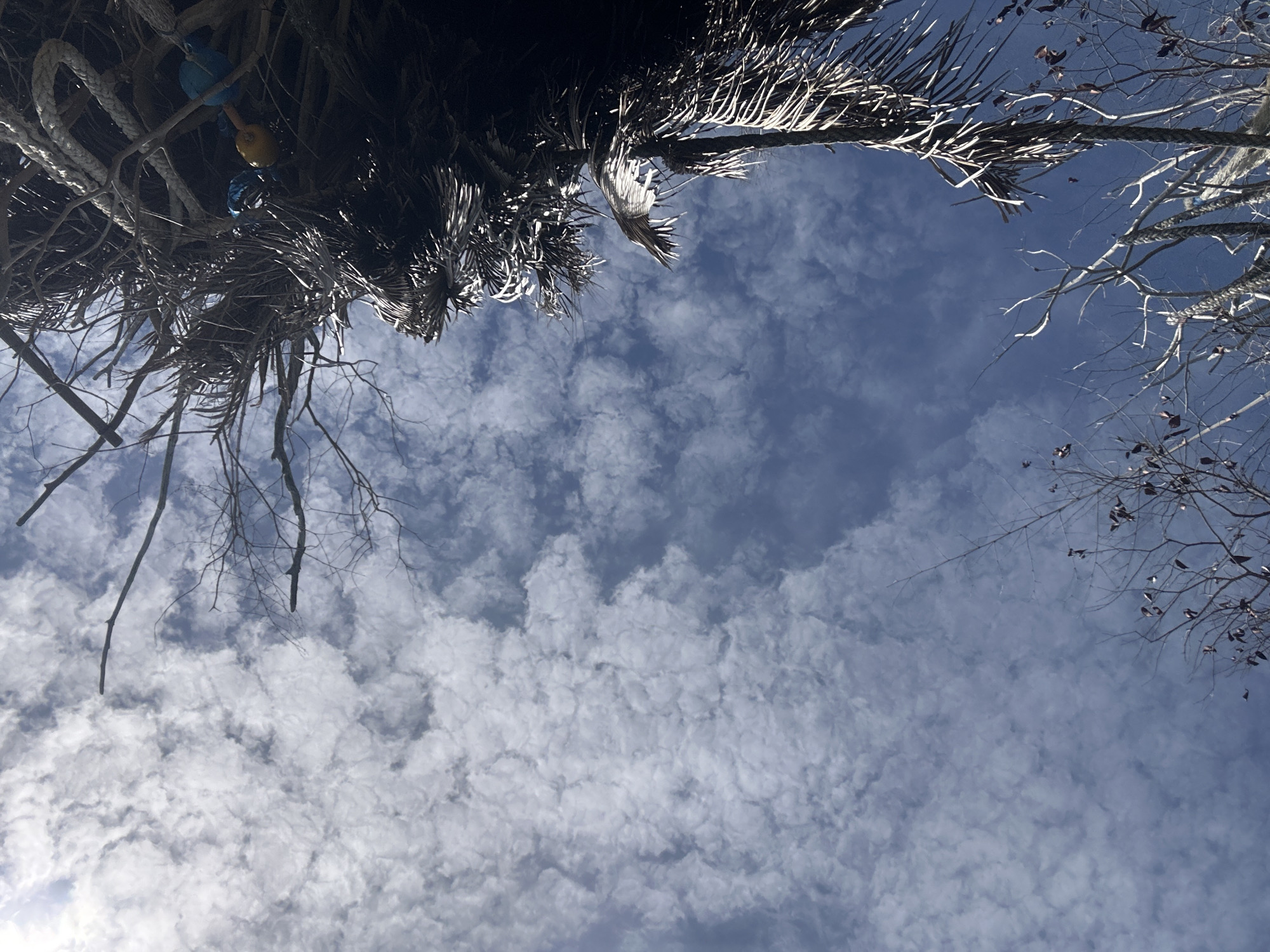 This media file is a low-angle shot looking up at a cloudy blue sky from under some palm fronds and branches. In the upper left, there are some hanging objects that appear to be a blue ball, a yellow ball, and some blue string, possibly part of a decoration or a toy. Thick rope is also visible, interwoven with the palm fronds. The palm fronds are dry and have a gray, weathered appearance. Bare branches, some with a few dry leaves still attached, extend into the frame from the right. The clouds are scattered and appear puffy, suggesting fair weather. The bright sunlight filtering through the palm fronds and illuminating the clouds indicates it is daytime, likely midday. The overall scene is natural and outdoor. No people or visible text are present. The location context suggests this scene is from Koh Phangan, Thailand.
