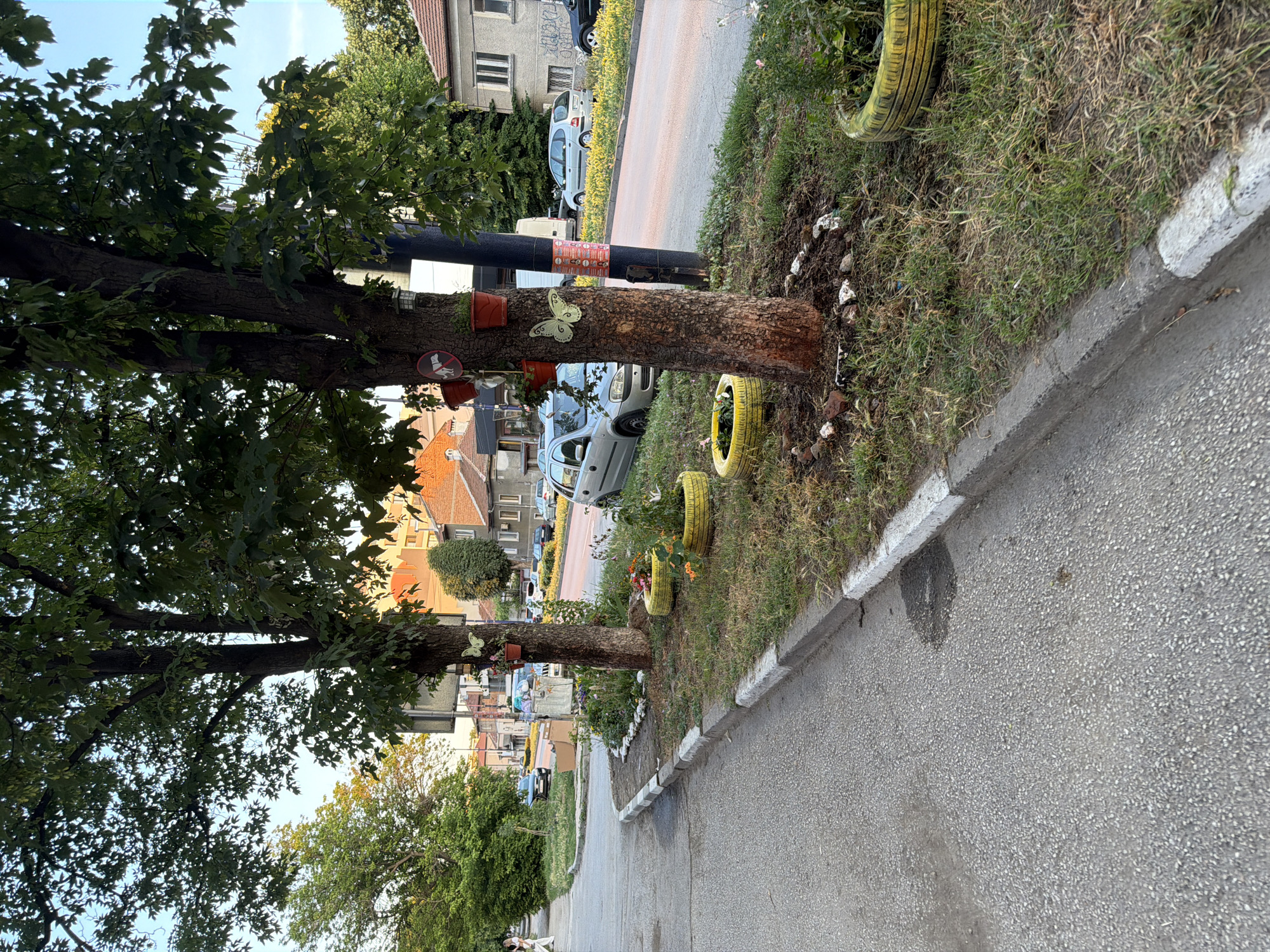 The image depicts a street scene in Pazardzhik, Bulgaria, with a focus on a tree that has been decorated with potted plants and a butterfly ornament. Two large trees stand prominently in the foreground, flanking a dark pole. Several red pots, some containing small plants, are attached to the trees at various heights. A light-colored butterfly decoration is affixed to the trunk of the right tree. Around the base of the trees, the ground is covered with mulch and small rocks arranged in a circular pattern. Two tires painted yellow serve as planters, containing greenery. The sidewalk and a paved road are visible, with parked cars and buildings in the background. The sky is clear and blue, suggesting it is daytime. The overall scene suggests an effort to beautify a public space.