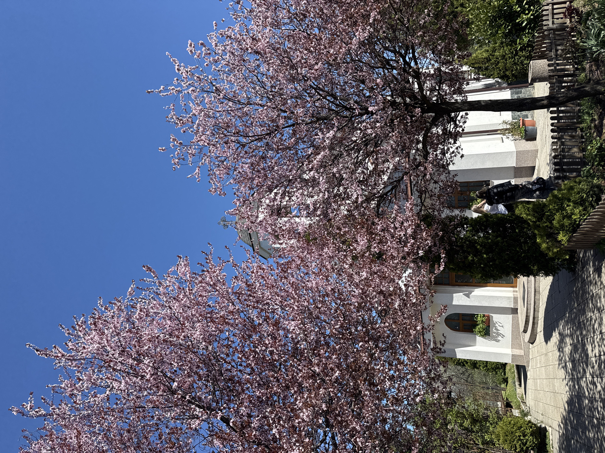 The image depicts a scene in Sofia, Bulgaria, showing blooming trees with pink flowers. The sky is clear and blue. A white building with an arched window is visible behind the trees. In front of the building is a stone-paved walkway.