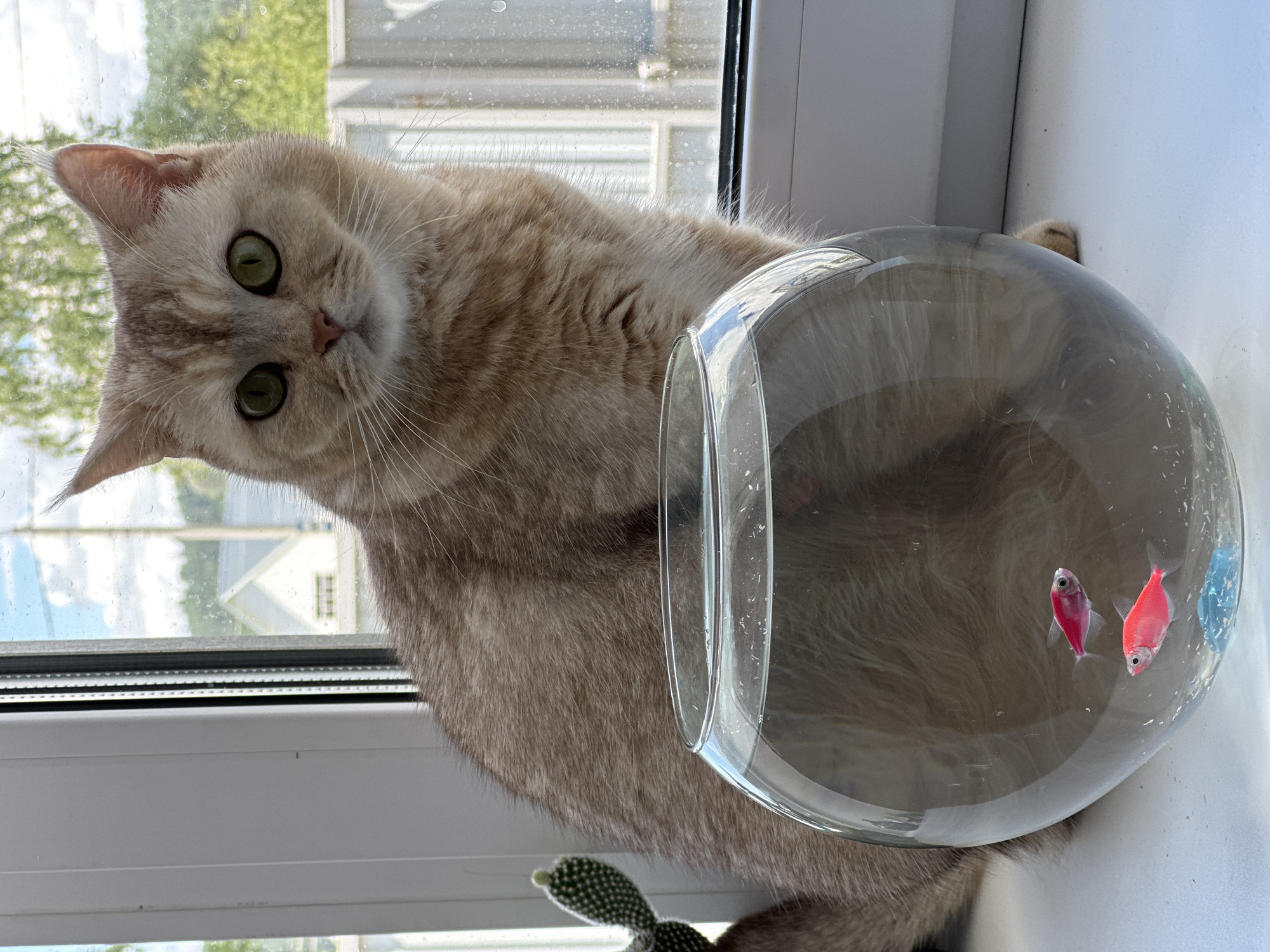 A light-colored cat with prominent green eyes is positioned on a white windowsill, gazing intently at a glass fishbowl. The cat's fur is a creamy beige or light ginger with subtle tabby markings, and its head is tilted, giving it a curious and focused expression.
The fishbowl, a clear, spherical glass container, sits to the right of the cat, also on the windowsill. Inside the bowl, two small fish are visible: one is vibrant pink/red, and the other is a deeper red. The water in the bowl appears slightly murky or reflective, showing some light particles.
Behind the cat and the fishbowl is a window, revealing an outdoor scene. Through the glass, green trees and parts of white-sided buildings or houses are visible under a bright, possibly overcast, sky. There are small water droplets or condensation marks on the exterior of the window pane. Below the fishbowl and near the cat's paw, a small, green, spiny cactus in a pot is also present on the windowsill.
The scene depicts a domestic setting, likely during the daytime, with natural light coming through the window. There is no visible text in the image.