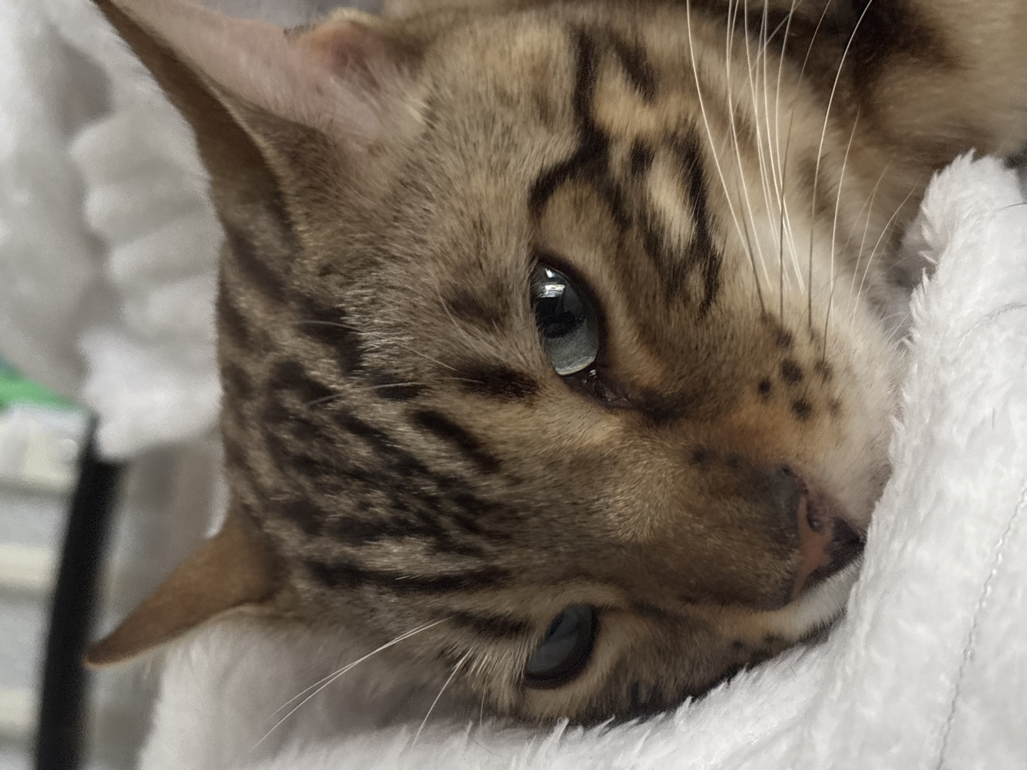 This is a close-up, eye-level, indoor photograph of a Bengal cat. The cat is nestled in a white, fluffy blanket, with only its head and upper neck visible. The cat has characteristic spotted brown and black fur. Its eyes are open and looking slightly to the left of the camera. The background is blurred and appears to be a domestic indoor setting, possibly a bed or couch, with some indistinct shapes and colors suggesting a room. There is no indication of the specific location being Noviy, Russia. The lighting is soft, creating a slightly dreamy effect.