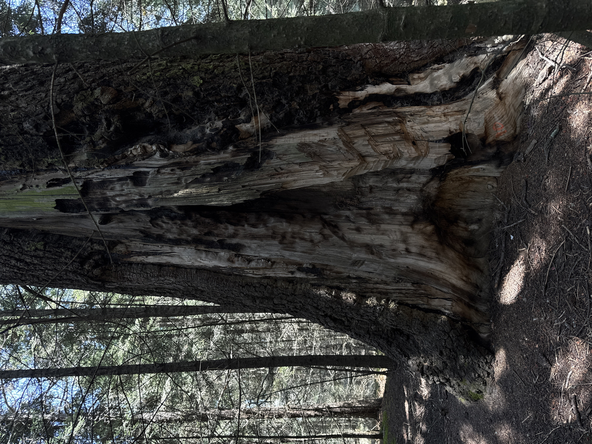 The image depicts a large, fallen tree trunk in a forest setting. The trunk is stripped of much of its bark, revealing the inner wood with distinct grain patterns. There appears to be some discoloration, possibly due to decay or burning, with both light and dark areas visible in the exposed wood. The surrounding environment is characterized by other trees and branches, creating a dense forest atmosphere. The location is not discernible from this image. It is impossible to determine any association to Guadaloupe, Mexico. There are no people visible.