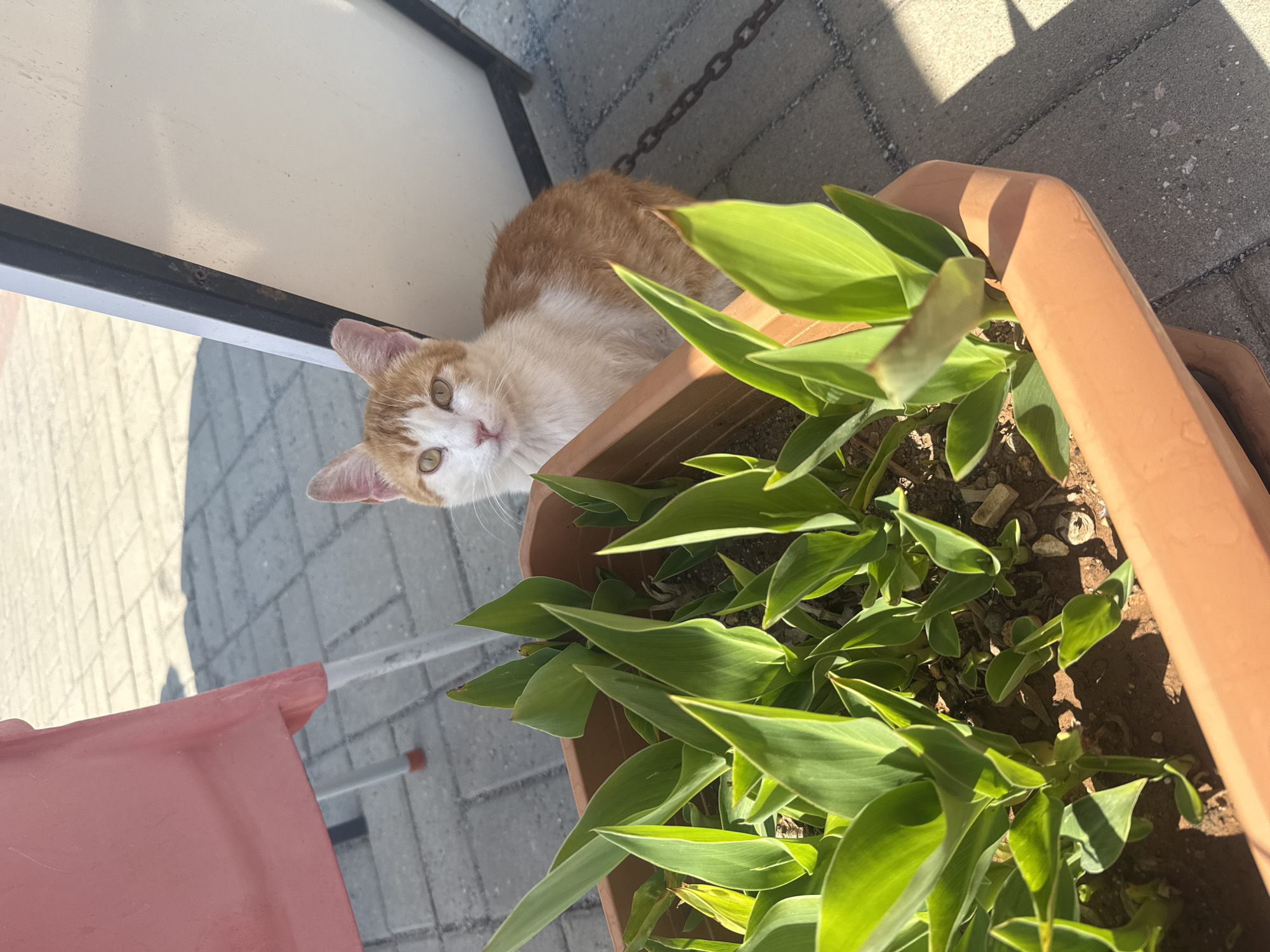A high-angle, rotated view depicts an orange and white cat peering over the edge of a terracotta-colored planter filled with green plants. The cat's face is visible, with its gaze directed towards the camera. The planter is situated on a tiled surface, and the background includes a section of a white wall and a red pot. The scene appears to be outdoors during daylight, and the location is Unknown, Unknown.