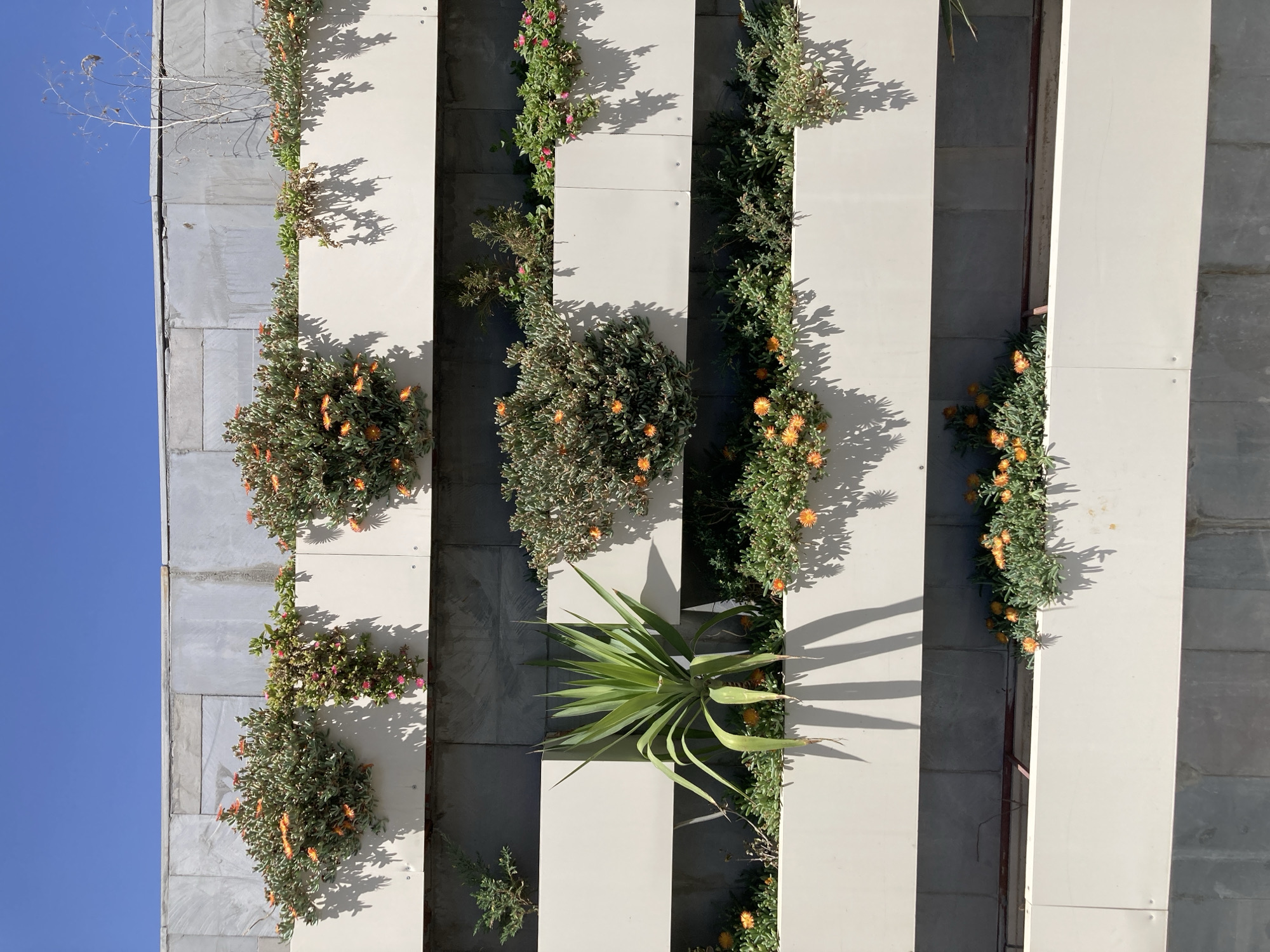 The image captures a vibrant vertical garden adorning the exterior wall of a building. The wall is composed of large, rectangular panels of grey, textured concrete or stone. Overlapping these are several lighter-colored, off-white or cream, vertical rectangular panels, creating a striking striped pattern. These lighter panels appear to be secured to the main wall with visible fasteners.
Within the spaces and along the edges of these off-white panels, a variety of plants thrive. Prominently featured are dense clusters of succulent plants bearing numerous small, bright orange, daisy-like flowers, suggesting species like Ice Plant. Smaller sections of plants with delicate pink flowers are also visible. In the lower central part of the image, a large, spiky plant with long, sword-like leaves, possibly an agave or yucca, stands out from the greenery. Towards the upper left, some sparse, dry, twiggy branches extend against a clear blue sky.
The scene is brightly illuminated by direct sunlight, casting sharp, well-defined shadows of the plants and architectural elements onto the wall, indicating a sunny day, likely mid-morning or early afternoon. The sky on the left is a uniform, clear blue. There are no people or activities depicted, and no visible text. The choice of drought-tolerant plants suggests a climate that might be warm or arid.