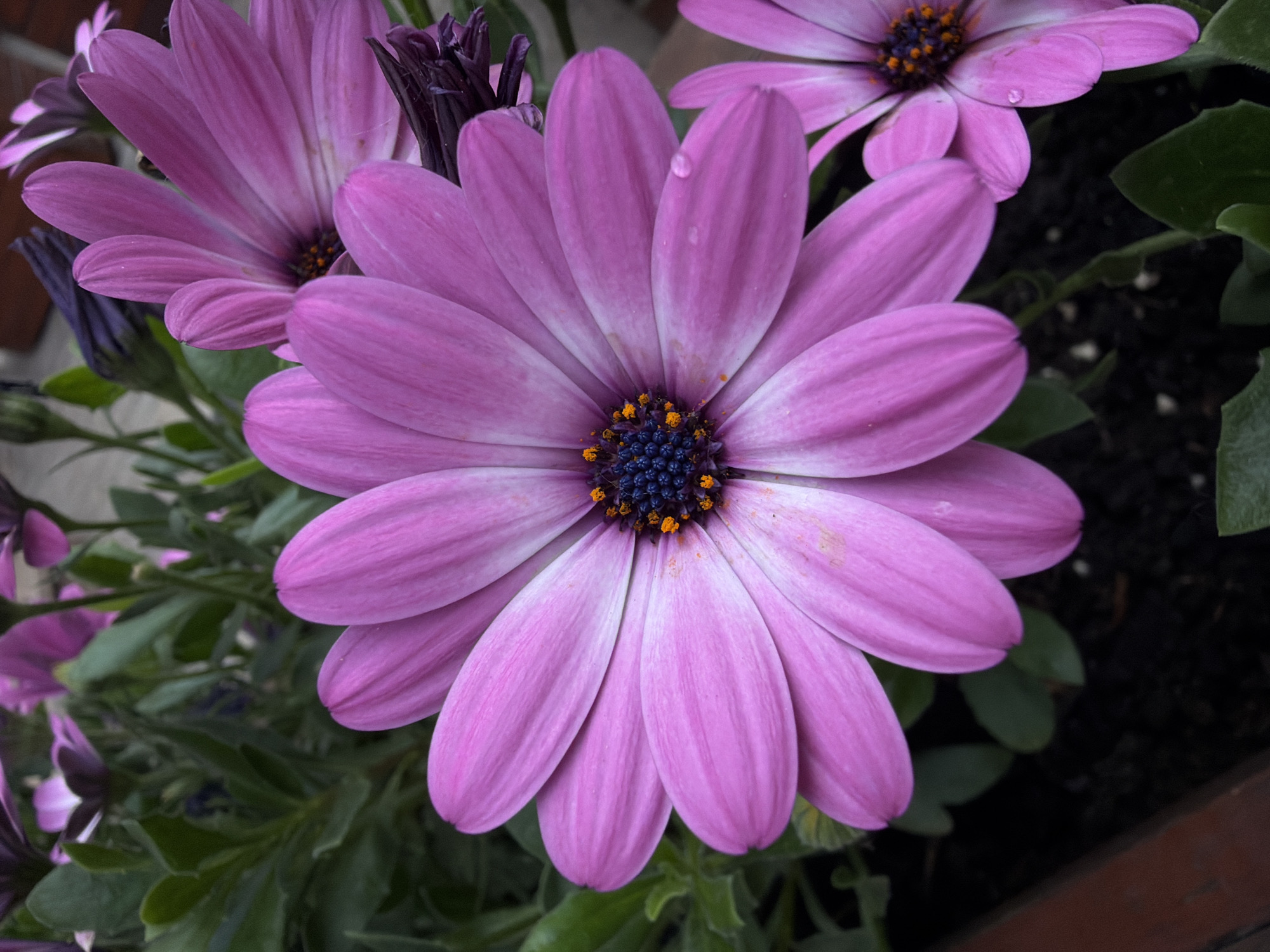 The image presents a close-up view of a cluster of purple Osteospermum flowers, possibly located in an urban setting within Belgrade, Serbia. The main subject is a vibrant, fully open flower in the center, displaying a layered arrangement of petals, with subtle white lines. The central disc of the flower contains dark blue stamen and pollen. The surrounding flowers are partially visible, appearing in varying degrees of bloom. Green foliage is visible, providing a backdrop to the flowers. The image is contained within a dark, probably container-like structure. A single water droplet rests on a petal of the flower.