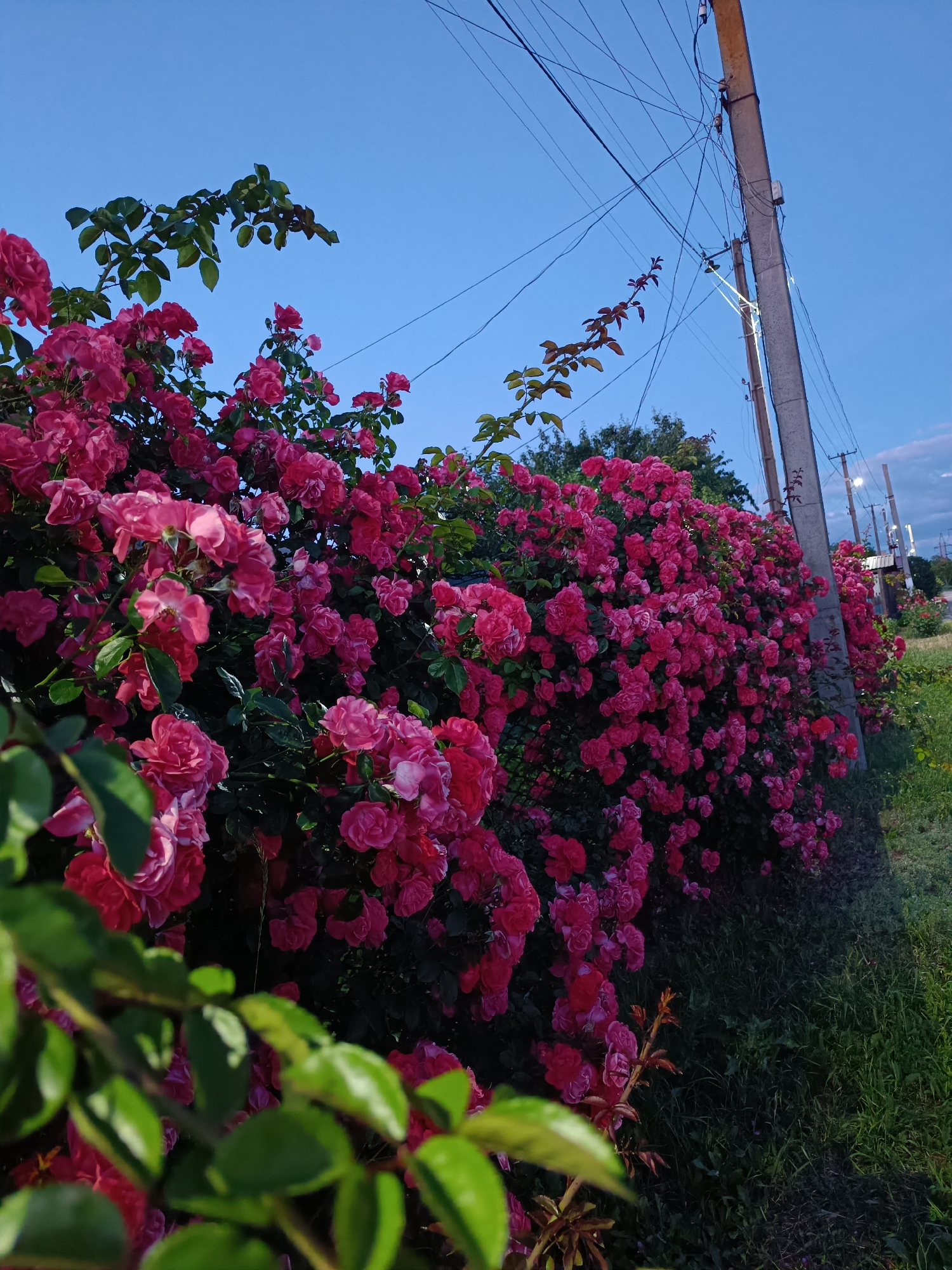 A dense hedge of blooming pink roses stretches along a grassy area next to a dirt road. Utility poles with numerous wires are positioned along the right side of the road. The sky above is a clear blue, transitioning to a faint orange hue at the horizon, suggesting it is either early morning or late evening.