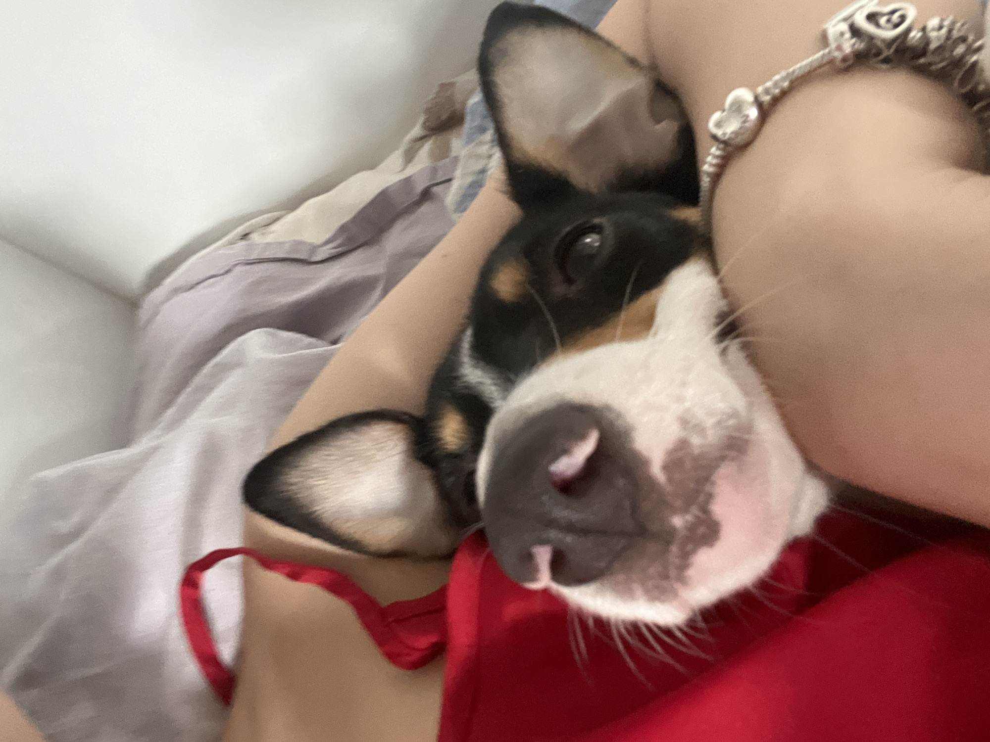 The photograph features a person lying in bed with a dog resting on their chest. The dog is primarily black and tan with a white patch around its nose and muzzle. It has erect ears and is looking towards the camera. The person's arm is visible, adorned with a bracelet featuring silver heart charms. A red garment is positioned beneath the dog. The background shows a white wall and bedsheets. This scene could be located in a domestic setting in Varna, Bulgaria, or anywhere else in the world. There is no specific information to conclusively place this image in Varna.
