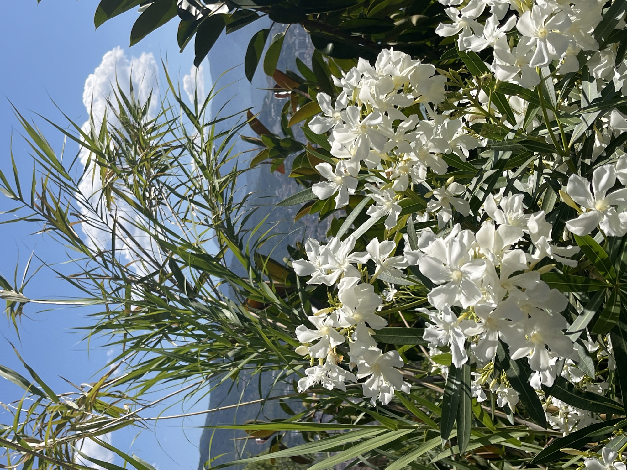 The image presents a lush display of white oleander flowers (Nerium oleander) against a backdrop of leafy foliage and a bright blue sky. In the background, blurred mountains or hills can be observed, indicating a view from an elevated position. The clear sky suggests a sunny day. While the image lacks specific details to pinpoint the precise location within Alanya, Turkey, the presence of oleanders, a common ornamental plant, coupled with the mountainous backdrop, are consistent with the region's landscape. There are no people or interactions visible in the frame; the focus is solely on the floral arrangement and the scenic view.
