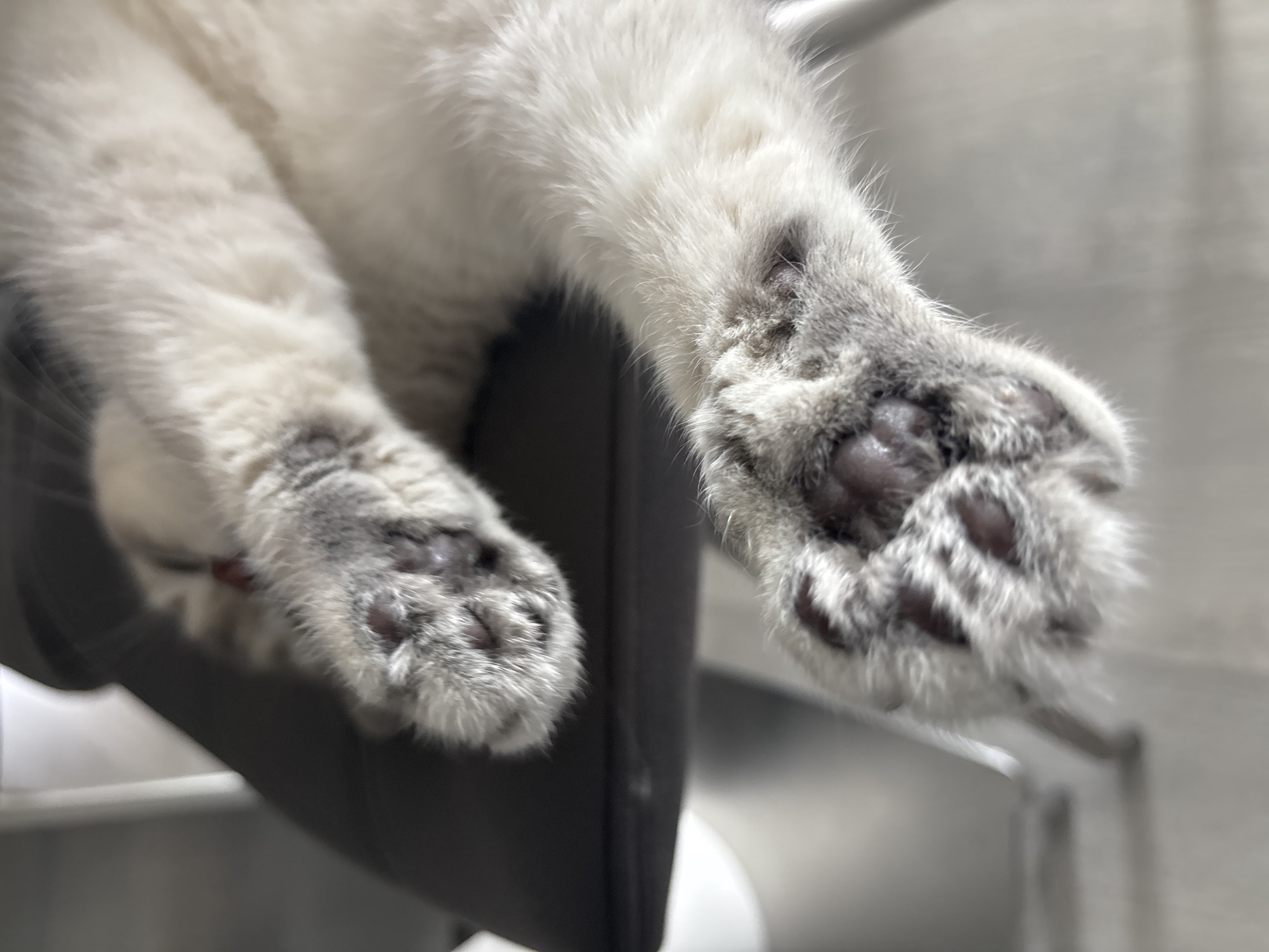 Two cat paws with dark toe beans and light gray fur are prominently displayed in the foreground. The paws are resting on a dark surface, likely a chair, which is elevated above a light-colored floor. The cat's body is out of focus in the background, appearing as a mass of white and gray fur. The lighting suggests an indoor environment, possibly a home or a room. There is no indication of the city or specific location.