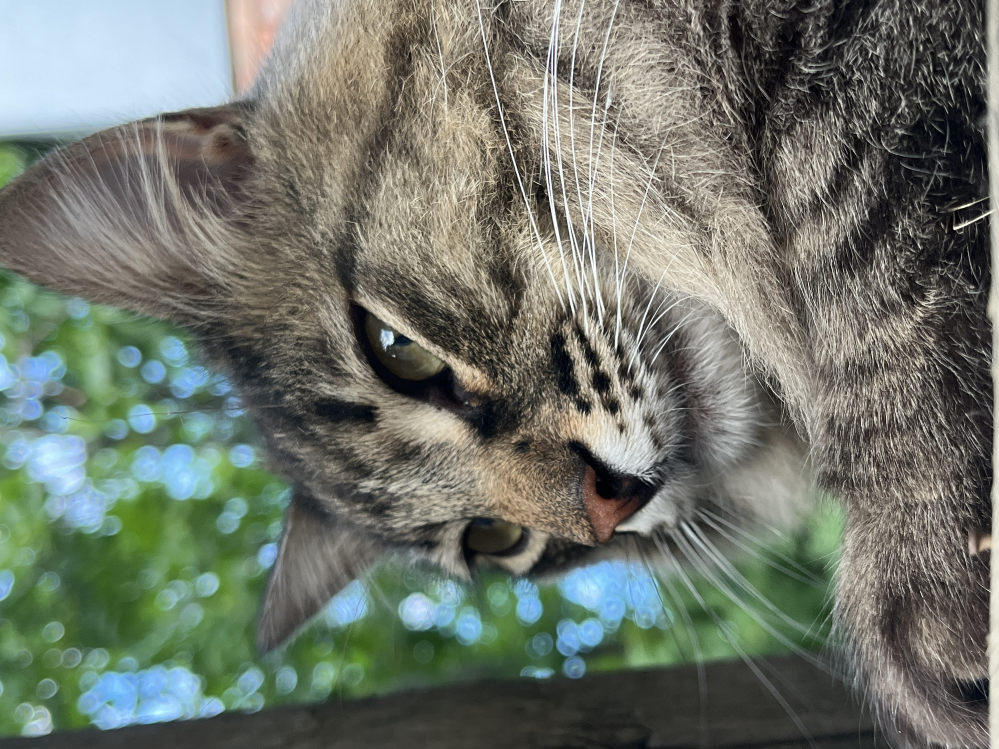 The image is a close-up, low-angle shot of a tabby cat's face. The cat is looking to the left, with its eyes partially closed and its head tilted slightly. The background is out of focus, showing blurred green foliage and blue sky with bokeh effects. The cat's fur is a mix of brown, black, and gray stripes. Its whiskers are long and white. The image does not contain any information about the city of Krasnyye Barrikady, Russia, or any human presence.