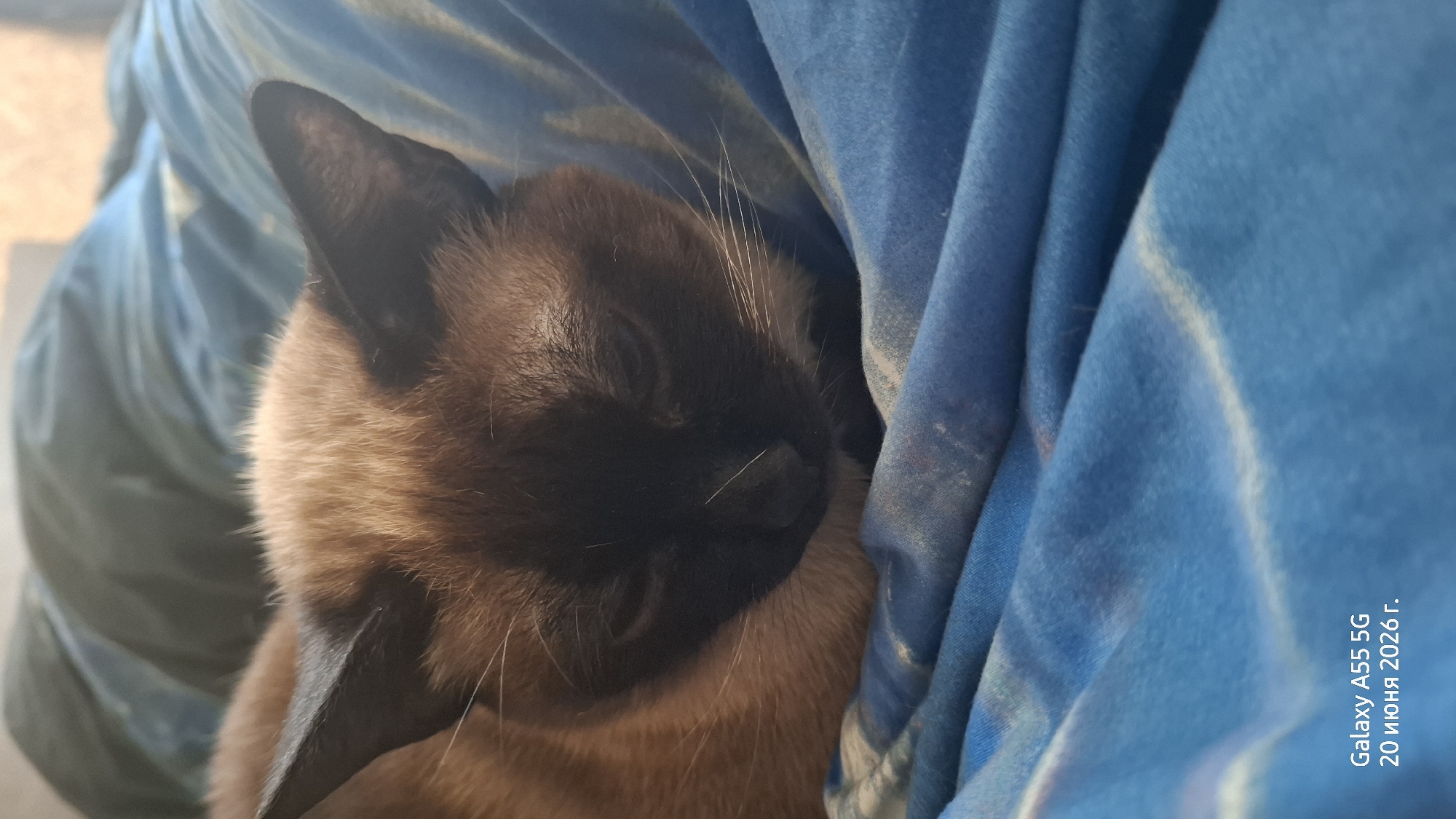 A close-up, vertical, eye-level shot shows a Siamese cat curled up on a blue blanket. The cat's fur is a mix of brown and black, with distinctive dark markings on its face. Its eyes are partially closed, and it appears to be sleeping or resting. The blue blanket has a swirled or patterned design. The bottom left corner of the image contains a watermark that reads "Galaxy A55 5G 20 июня 2026 г.", indicating the device and date the photo was taken. The image does not provide any information about the location in Rostov-on-Don, Russia, or any people.
