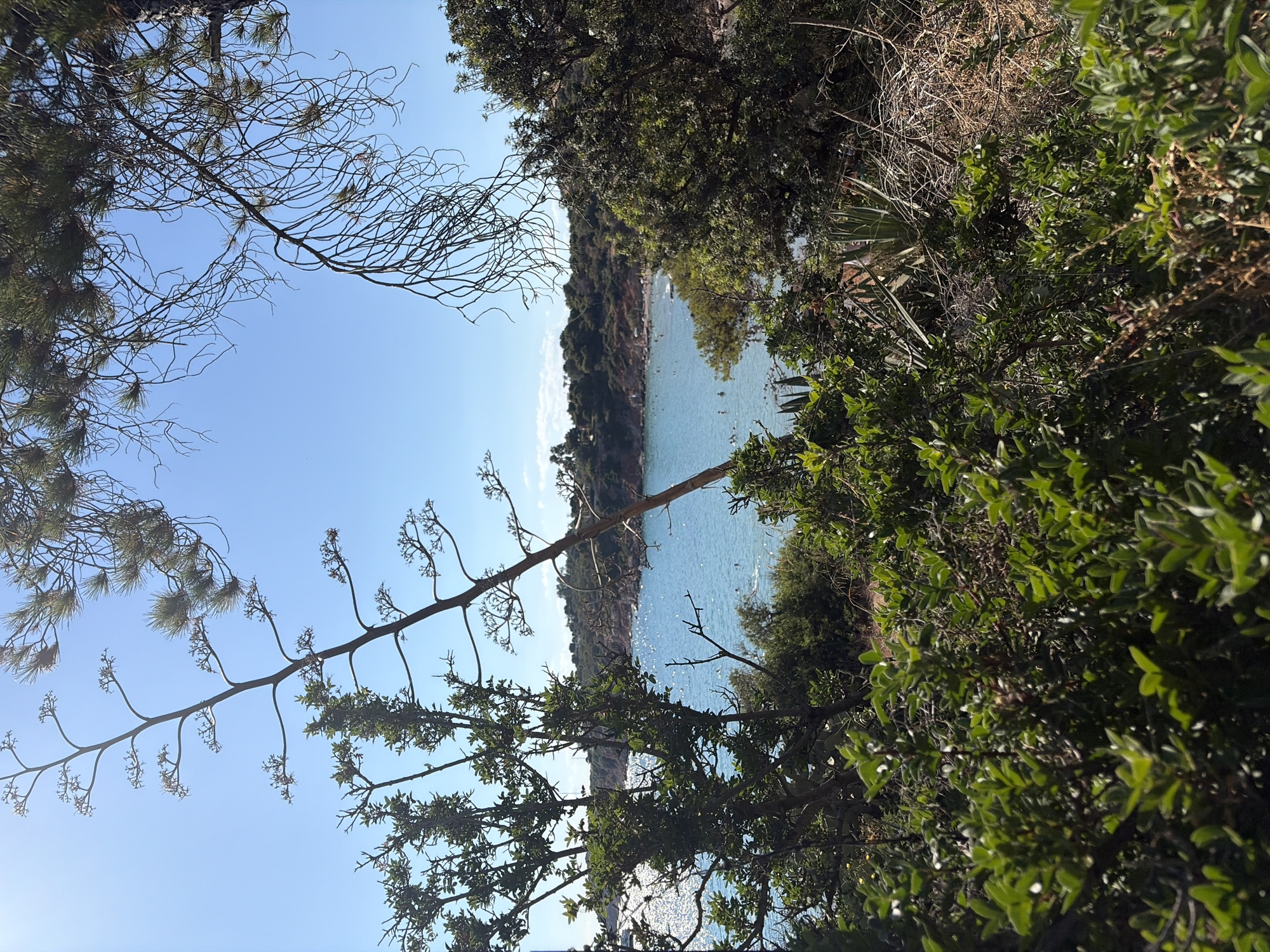 This is a photograph taken on a clear day overlooking a bay in Vouliagmeni Municipal Unit, Greece. The foreground is filled with dense green foliage and dry brush, with a tall, spindly plant with a long stalk reaching up towards the sky. In the mid-ground, a tranquil, turquoise bay is visible, dotted with several people swimming and relaxing in the water. The bay is fringed by a sandy beach with umbrellas and a treed hillside. The sky above is a vibrant, cloudless blue, reflecting off the sunlit water.