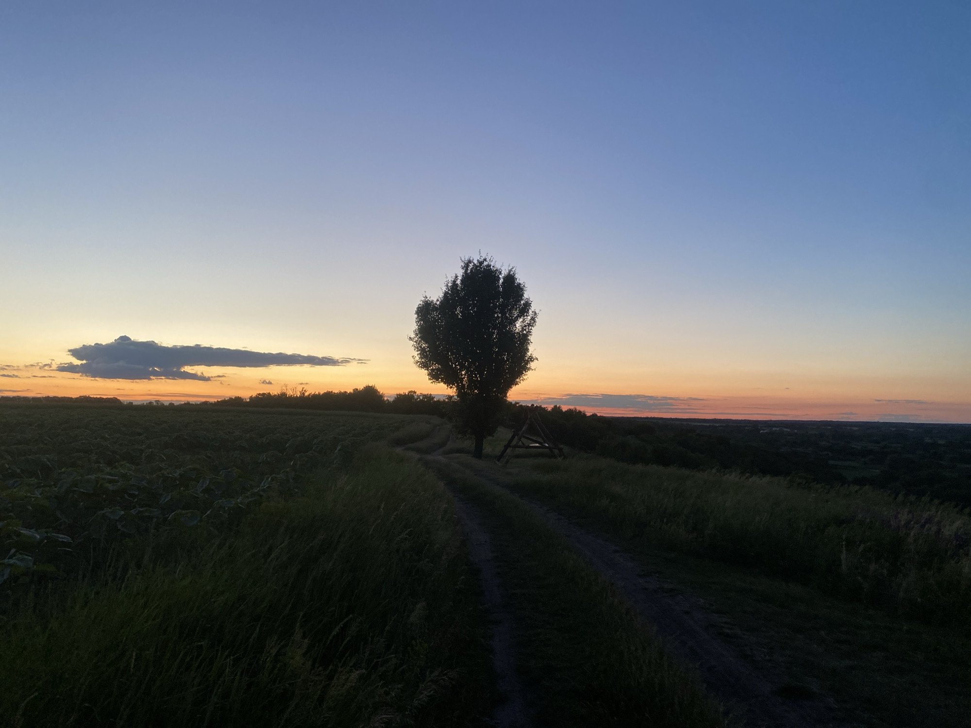 The image depicts a rural landscape at dusk near the village of Ustyvytsia, Ukraine. A lone, silhouetted tree stands on a grassy hill with a dirt path winding around it. To the left, a field of crops, possibly sunflowers, is visible. The sky exhibits a gradient of colors, transitioning from deep blue at the top to orange and yellow near the horizon, with a single cloud formation on the left. In the background, a treeline and distant, undulating terrain can be seen. A wooden structure, possibly a swing set or a viewing platform, is situated near the tree. The overall scene is tranquil and natural, characterized by low light conditions and the absence of human activity.