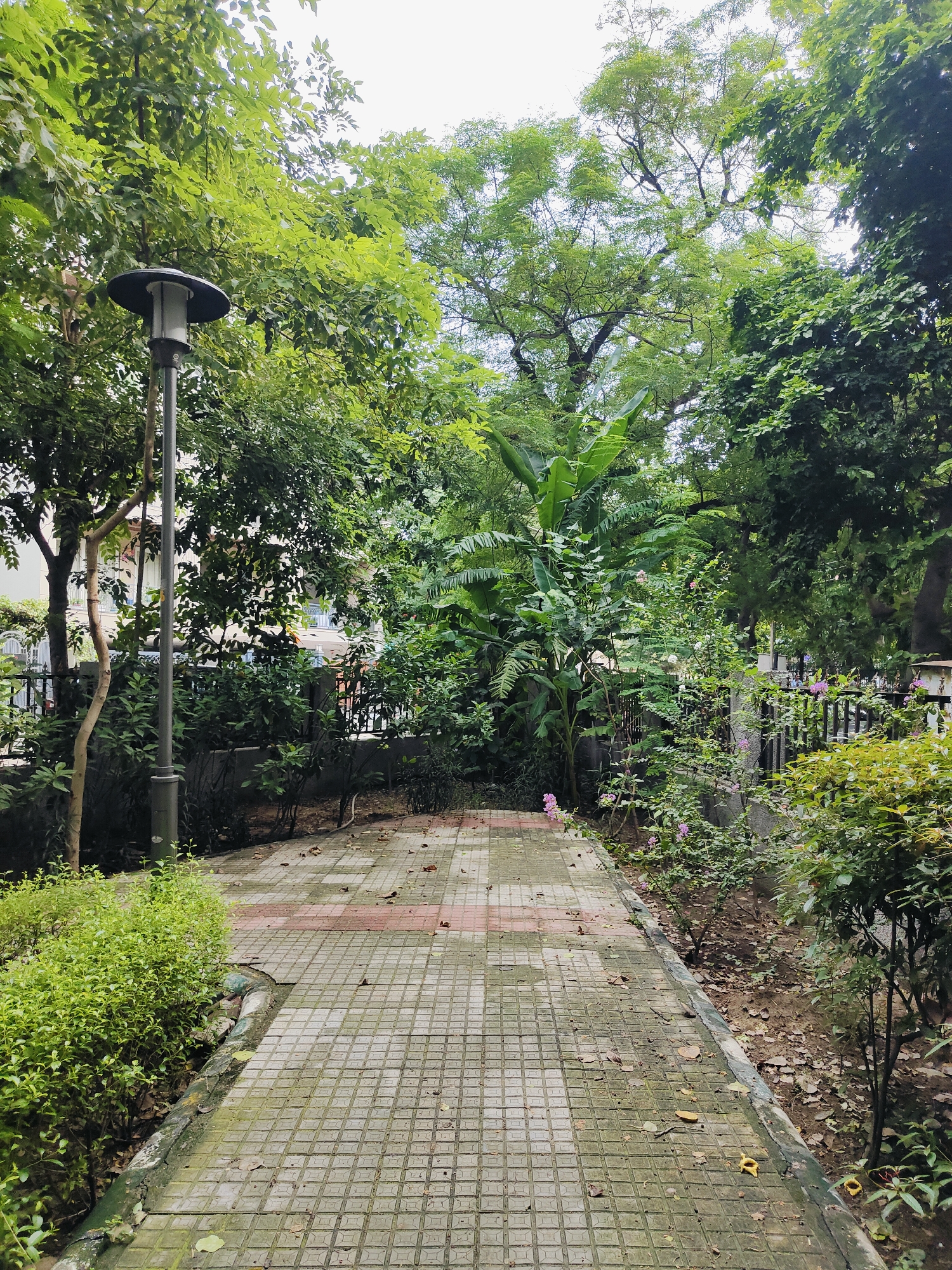 The image depicts a paved pathway in a lush green park area, likely in Gurgaon, India, given the context. The pathway, made of square grey tiles with occasional red square accents, is wet and shows some wear. It curves gently into the background, flanked by dense foliage. To the left, a street lamp with a dark cap and a grey pole stands tall amidst verdant bushes. The right side of the path is bordered by a low wall and more greenery, including flowering shrubs with small pink blossoms. Behind the plants, a black metal fence and some buildings are partially visible, suggesting an urban or semi-urban environment. The trees are abundant, with various shades of green leaves creating a dense canopy overhead, some of which are catching the light. Scattered leaves are present on the pathway and the ground. The overall impression is of a well-maintained, albeit slightly aged, public green space.