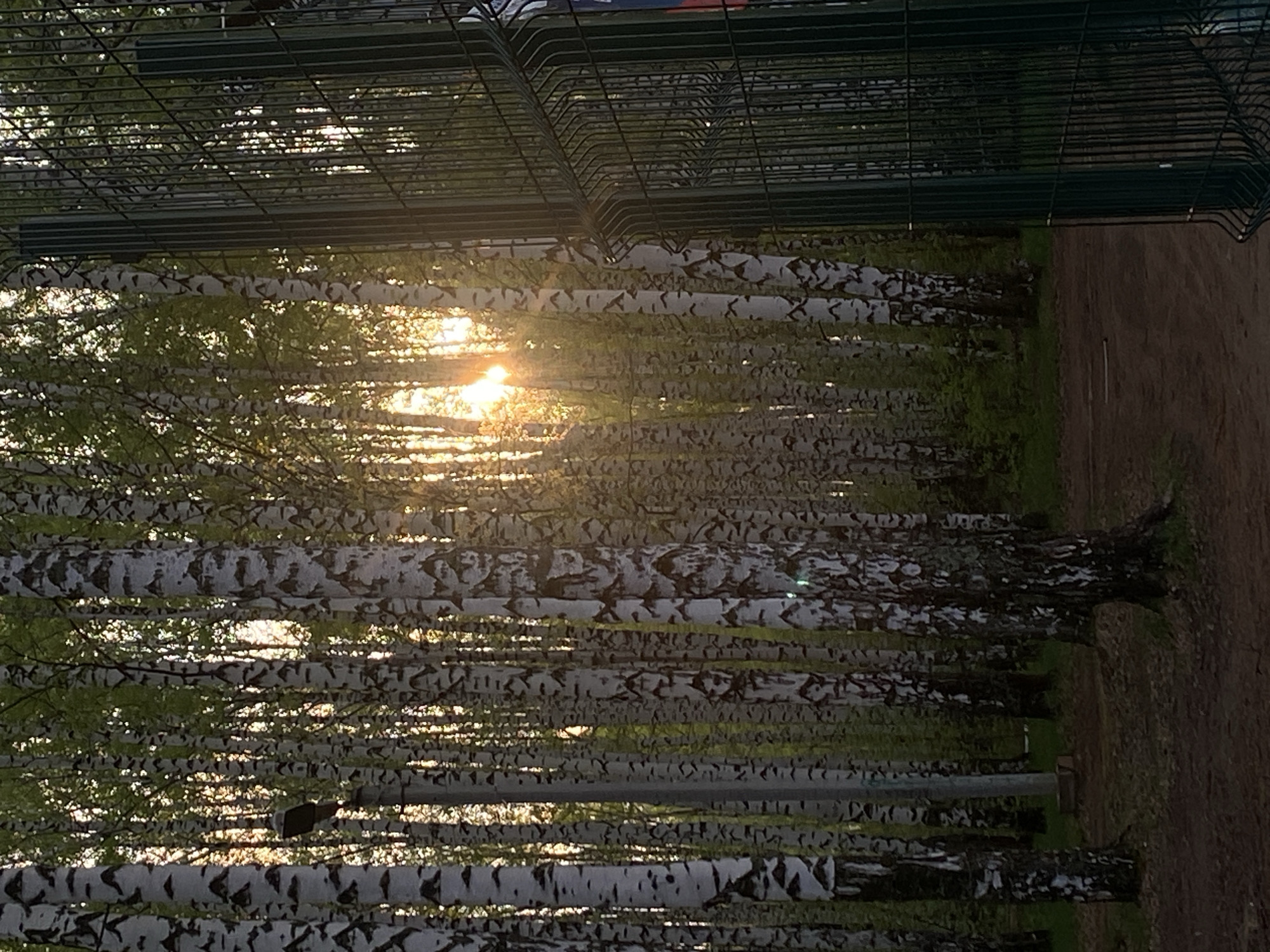The image shows a row of birch trees with the sun shining through them, positioned behind a green metal fence. The trees are distinguished by their characteristic white bark with black markings, and some have young green leaves. To the right of the trees is a dirt area. The location is Chaikovsky, Russia, based on additional context not visible in the image.