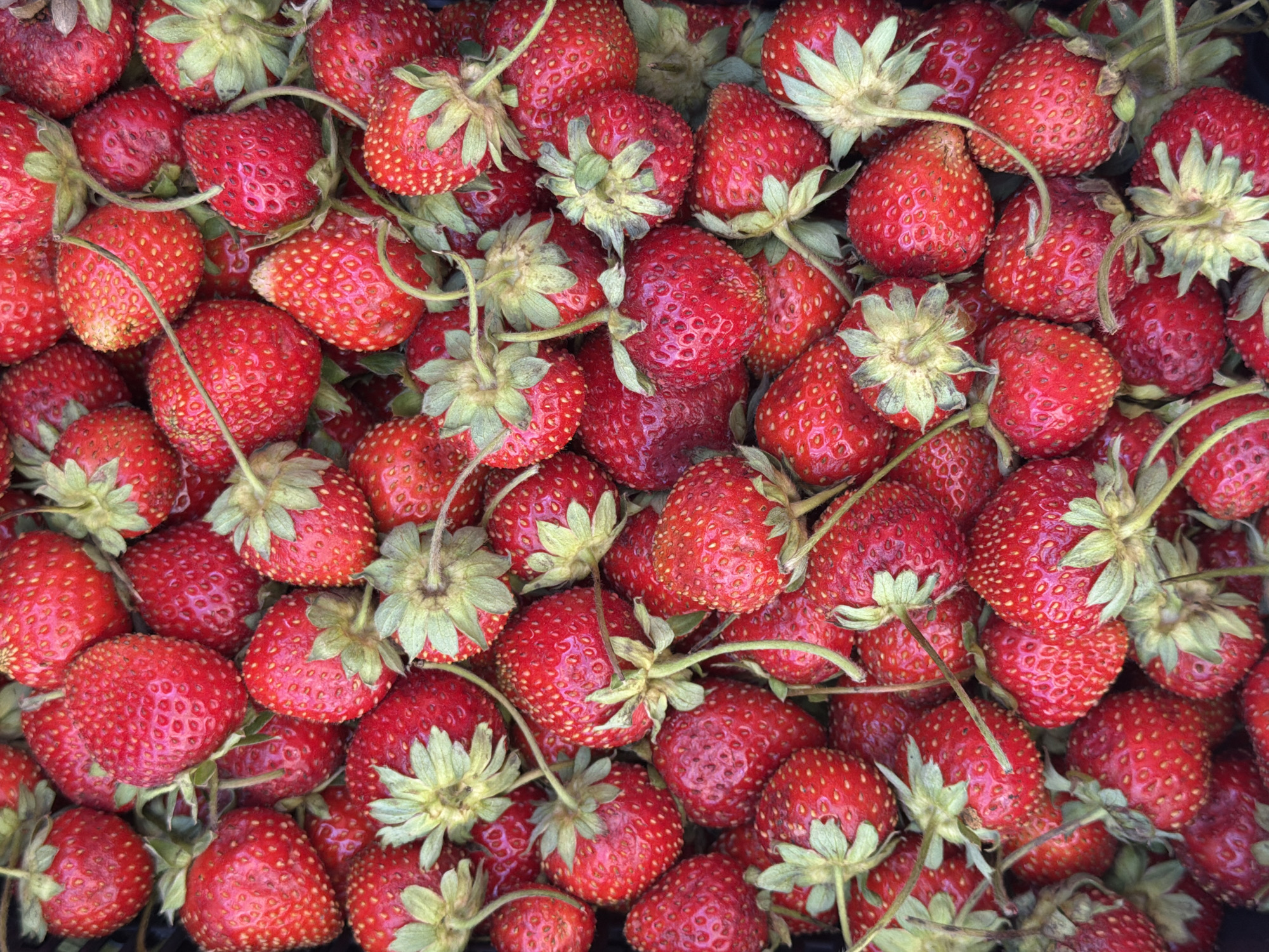 The image is a close-up, overhead shot of a large pile of ripe, red strawberries. The strawberries are of varying sizes, with many exhibiting the characteristic heart shape. Their surfaces are textured with numerous small seeds. The green leafy tops, or calyxes, are visible on many of the fruits, some appearing fresh and vibrant, while others show signs of wilting or drying. The overall impression is one of abundance and freshness, suggesting a harvest or a market stall. There is no indication of a specific location in Yekaterinburg, Russia, nor are there any people, actions, interactions, or environmental elements beyond the strawberries themselves.