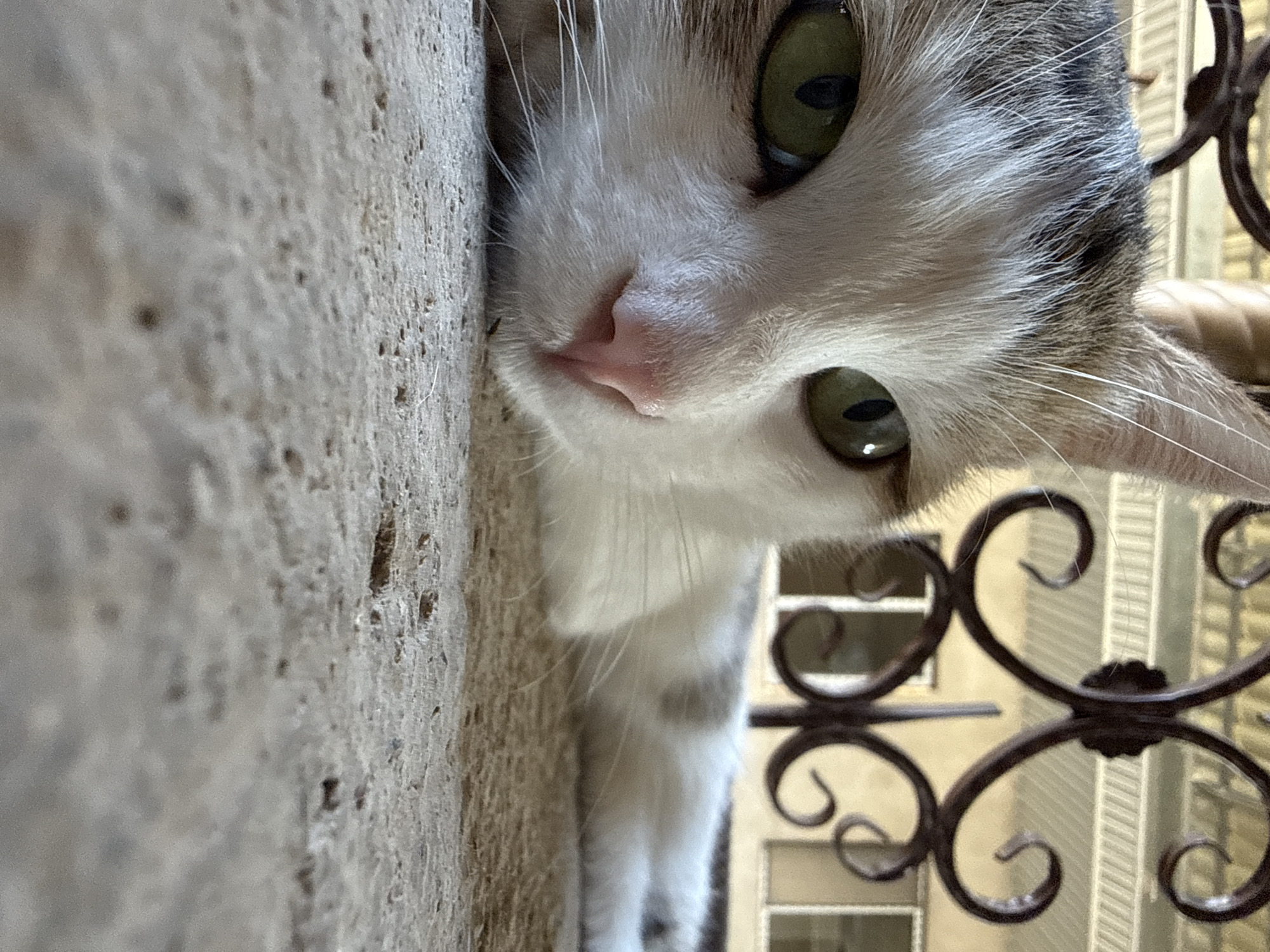 A low-angle, close-up shot captures the face of a cat lying down on a rough, concrete surface. The cat has green eyes and a pink nose. Its fur is white with patches of grey and brown. In the background, a dark, ornate metal railing is visible, with a building featuring windows behind it. The scene appears to be outdoors, possibly in a yard or patio area.