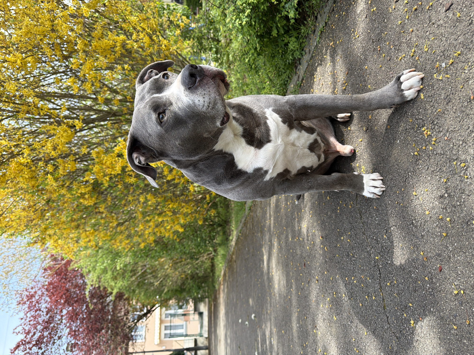 A gray and white American Bully dog sits on an asphalt road. The road is scattered with small yellow petals. In the background, there are trees with yellow and red leaves, as well as a residential building. The dog is partially shaded. The location is Esch-sur-Alzette, Luxembourg.