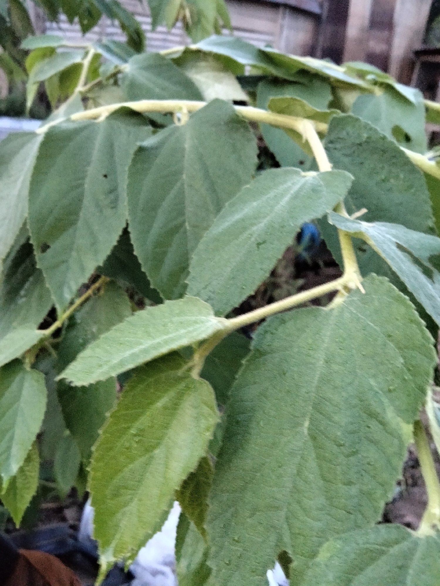 The image displays a close-up view of green leaves and branches of a plant, likely a tree or shrub, with a soft, out-of-focus background suggesting an outdoor environment. The leaves are broad and have serrated edges, with visible veins. The branches are light green and appear somewhat flexible. In the background, hints of a fence or wall made of horizontal planks are discernible, as well as some darker, shadowy areas that could be other foliage or structures. There is a small, dark insect visible on one of the leaves in the upper left portion of the image. The overall lighting suggests it might be daytime, but the light is diffused, possibly due to cloud cover or shade. No people or specific activities are depicted. The scene appears to be in a natural or semi-natural setting, possibly a garden or the edge of a wooded area.