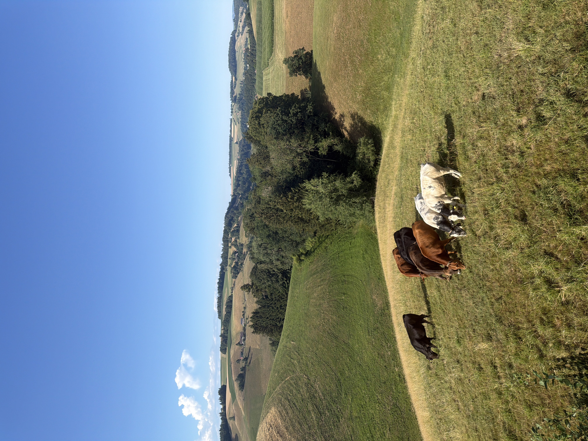 The image depicts a herd of six cows grazing on a verdant, rolling hillside in Ufhusen, Switzerland. The cows, varying in color from black to brown and white, are spread across the grassy slope, with some actively eating and others standing. The landscape is characterized by gently undulating terrain, with fields of varying shades of green and brown, indicative of agricultural use. In the background, a dense cluster of trees forms a dark green line, beyond which lie more rolling hills dotted with patches of cultivated fields and scattered farm buildings. The sky above is a clear, bright blue, with a few wispy white clouds on the horizon, suggesting a pleasant, sunny day. The overall impression is one of a peaceful rural setting.