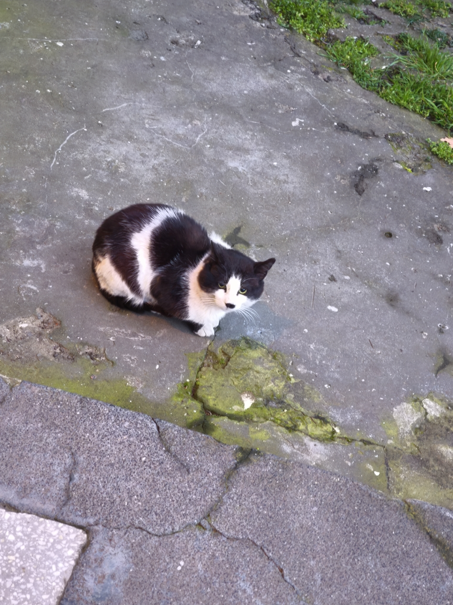 A black and white cat sits on a worn concrete surface near a curb with cracked edges and some green moss. Patches of green grass grow along the edge of the concrete. The photograph appears to be taken from above, looking down at the cat. The image was taken in the city of Burgas, Bulgaria.
