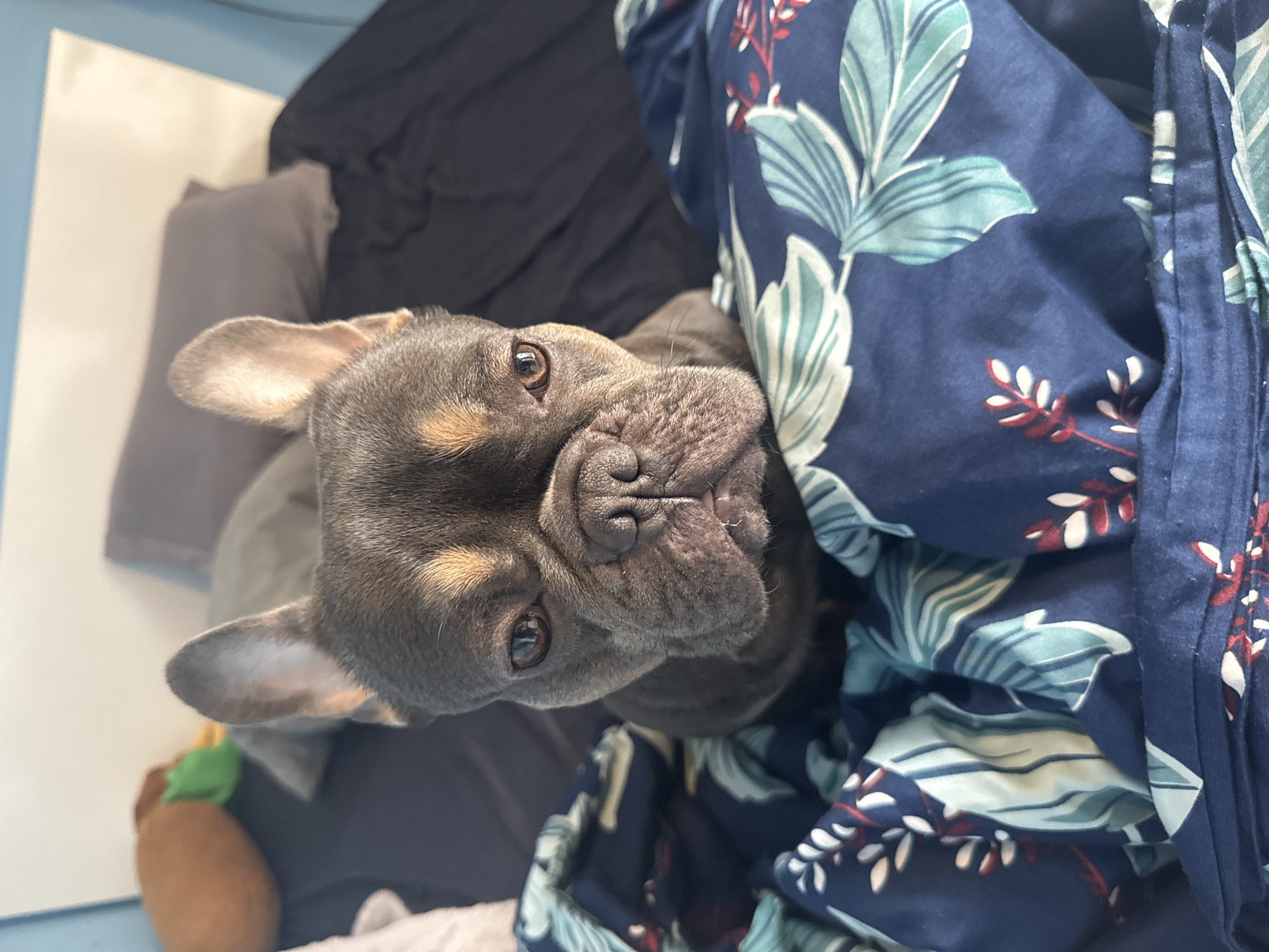 A close-up, tilted, high-angle shot of a gray and tan French bulldog, lying in bedding that includes a dark blue floral-patterned duvet cover. The dog is looking directly at the camera with a wrinkled nose and dark brown eyes. The bedding includes a black sheet and a gray pillow. A small dog toy with a green and brown element is located in the lower-left corner. The location is unknown, and there's no indication of being in Burgas, Bulgaria.