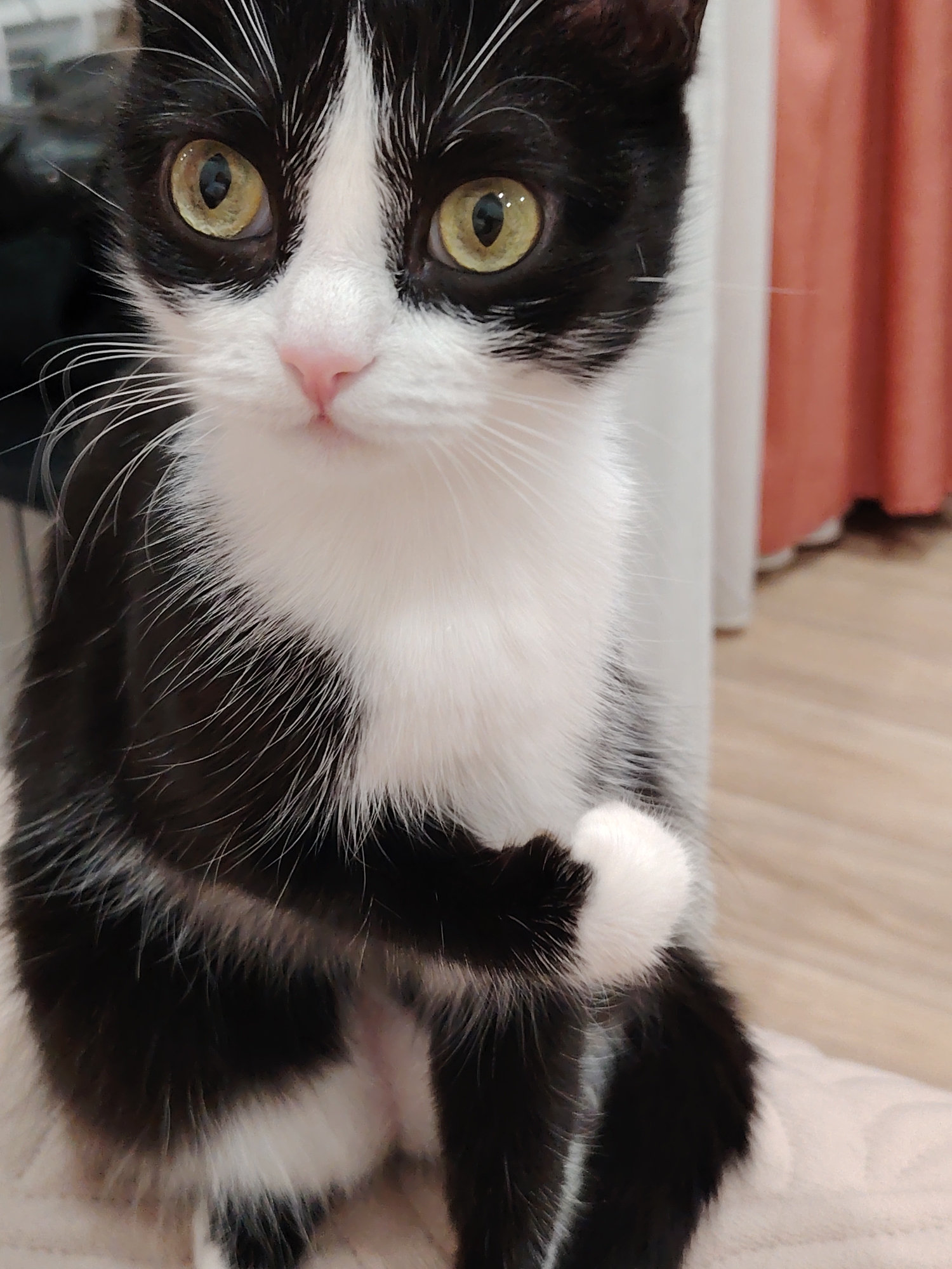 A black and white cat with yellow eyes is sitting upright, with its paws crossed. The cat has a pink nose and long white whiskers. The background includes a light-colored wooden floor, a cream-colored wall, and a partially visible pink curtain.