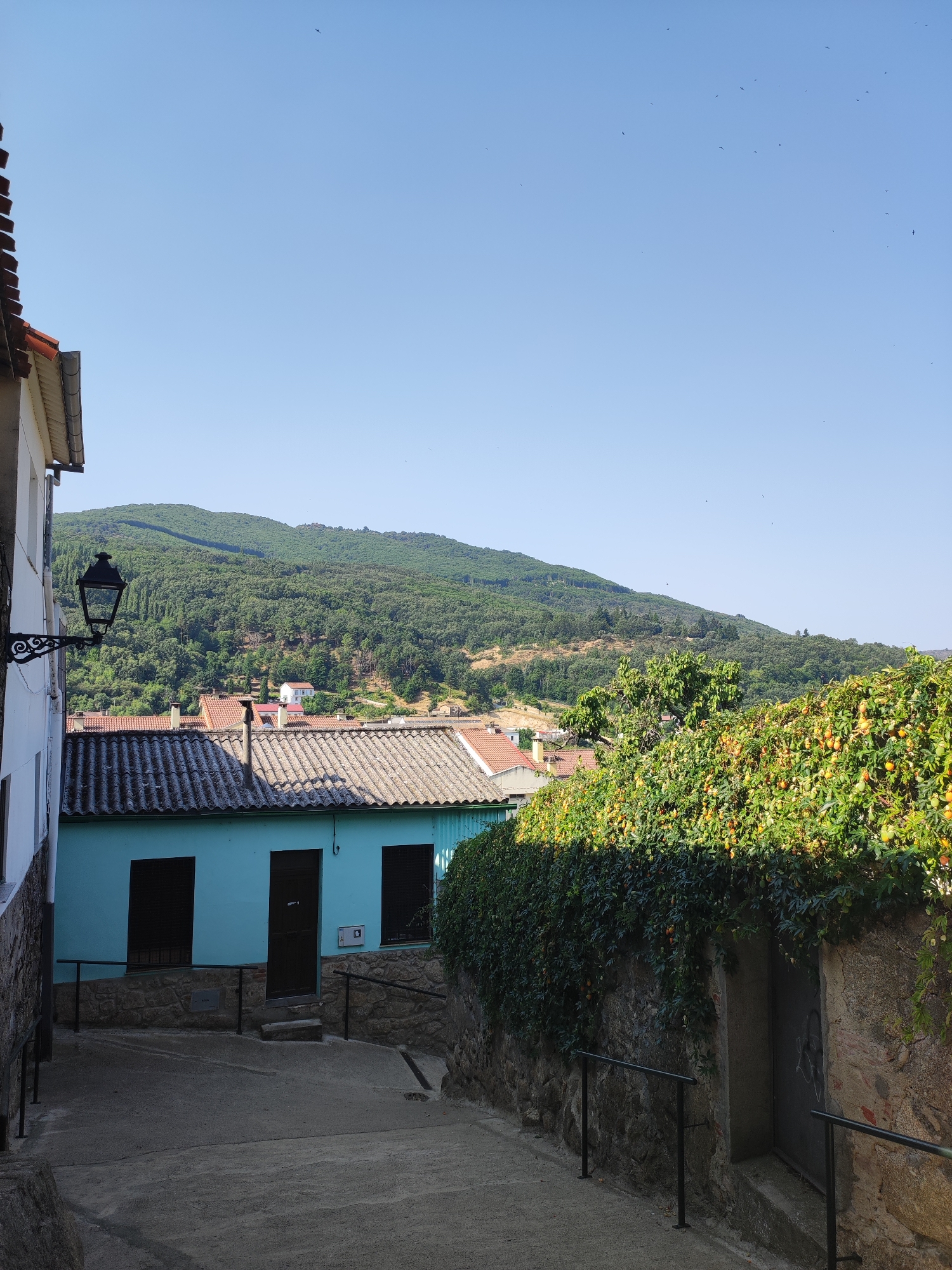 The image depicts a narrow, sloped street in the city of Béjar, Spain. The street is paved with concrete and lined with stone walls and buildings. On the left, a white building with a red-tiled roof is partially visible, adorned with a vintage black lamppost. In the center, a bright turquoise house with dark-shuttered windows and a dark-colored door stands out. The house is built on a stone foundation and is bordered by a stone wall with black metal railings. To the right, a dense green vine-covered wall with abundant small, yellow-orange fruits cascades over a stone wall. Behind the buildings, a verdant, tree-covered hillside rises, with the clear blue sky above. A few small birds are visible in the sky.