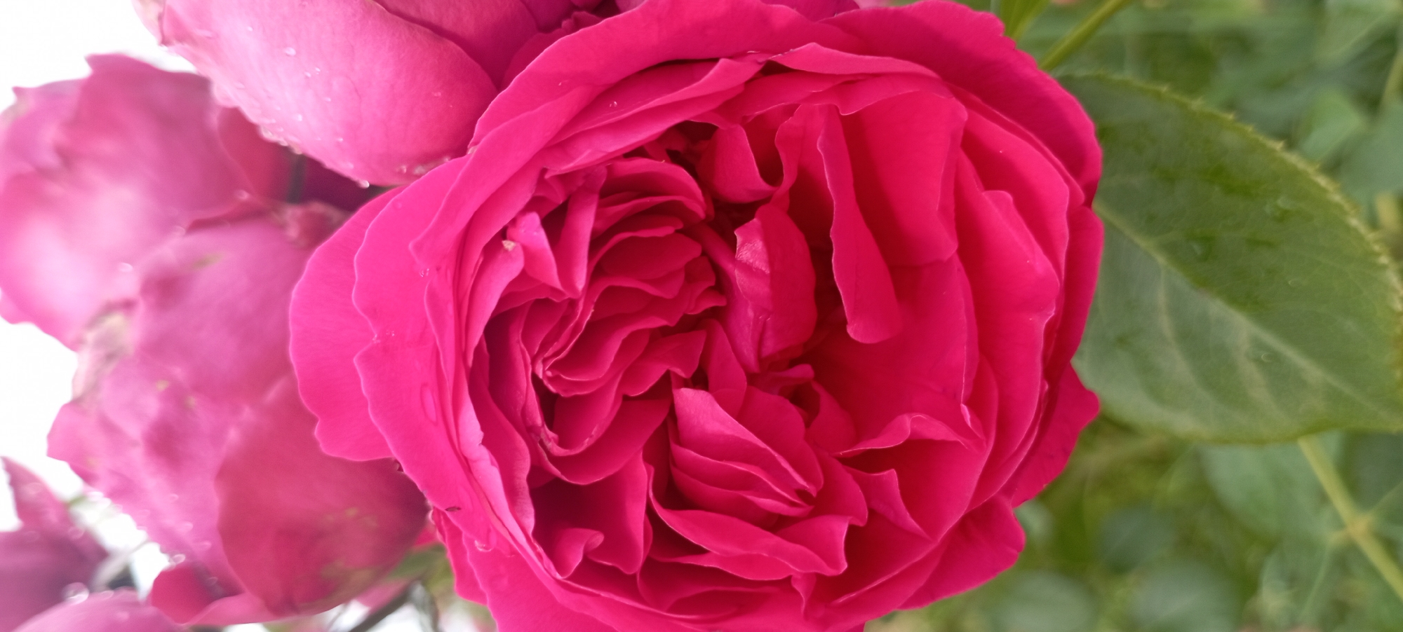 The image depicts a close-up view of a vibrant pink rose in bloom, with several other pink rose buds and petals visible in the background. The rose petals are intricately layered and appear slightly damp, with small water droplets visible on some of them. The rose is set against a blurred background of green foliage. The scene is a detail of a flower in a garden setting. The image is a vertical, full-frame photograph.