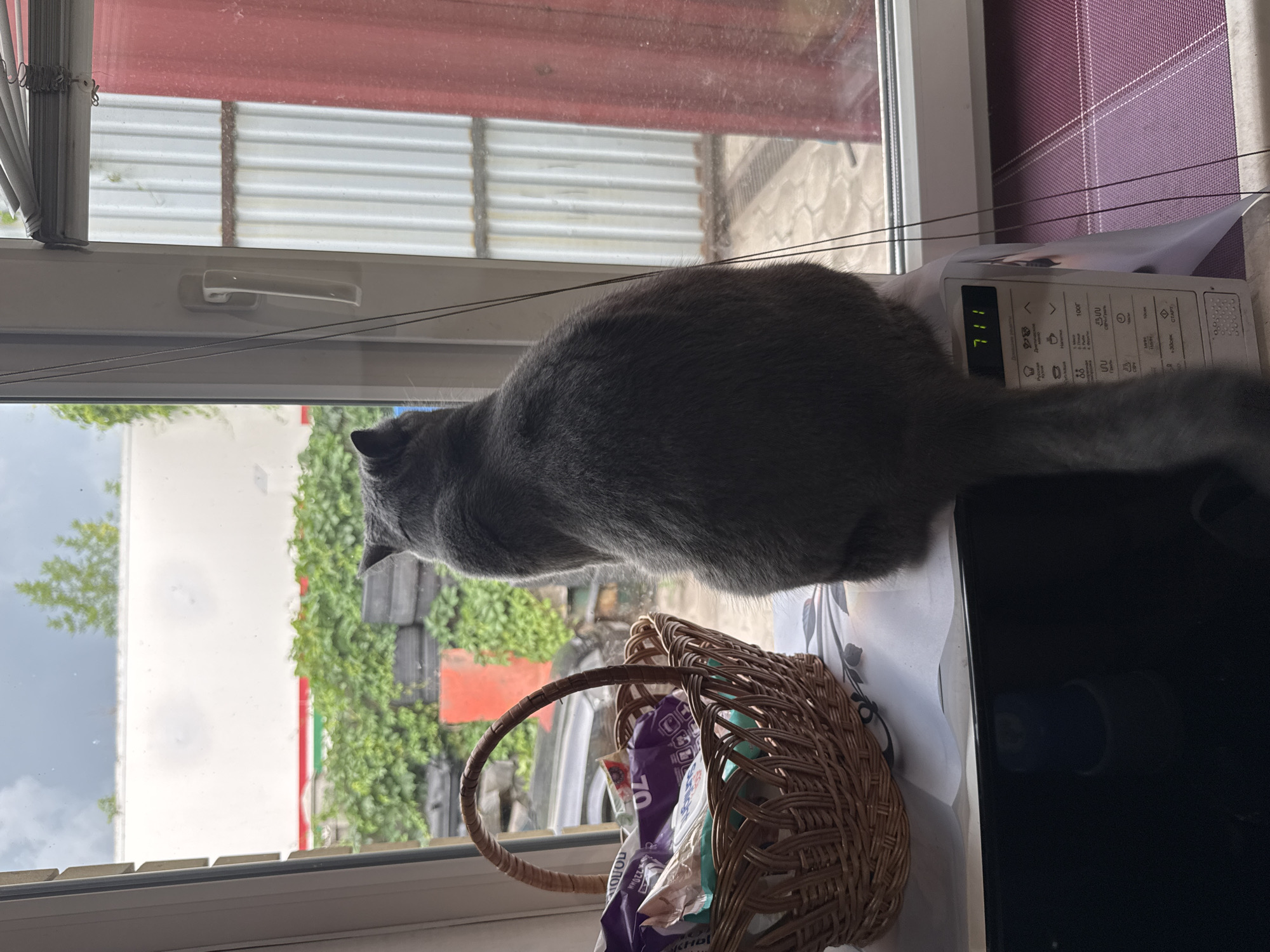 A domestic cat, viewed from behind, sits on a windowsill facing outwards. The cat is a solid gray color with a fluffy tail. In front of the cat is a woven basket filled with various bagged items, likely pet food or treats. The windowsill is cluttered with papers and a small appliance, possibly a microwave, with a digital display showing "7:11". The window looks out onto a somewhat industrial or utilitarian outdoor space, with green foliage, corrugated metal structures, and a white building with a red and green stripe visible. The sky is overcast.