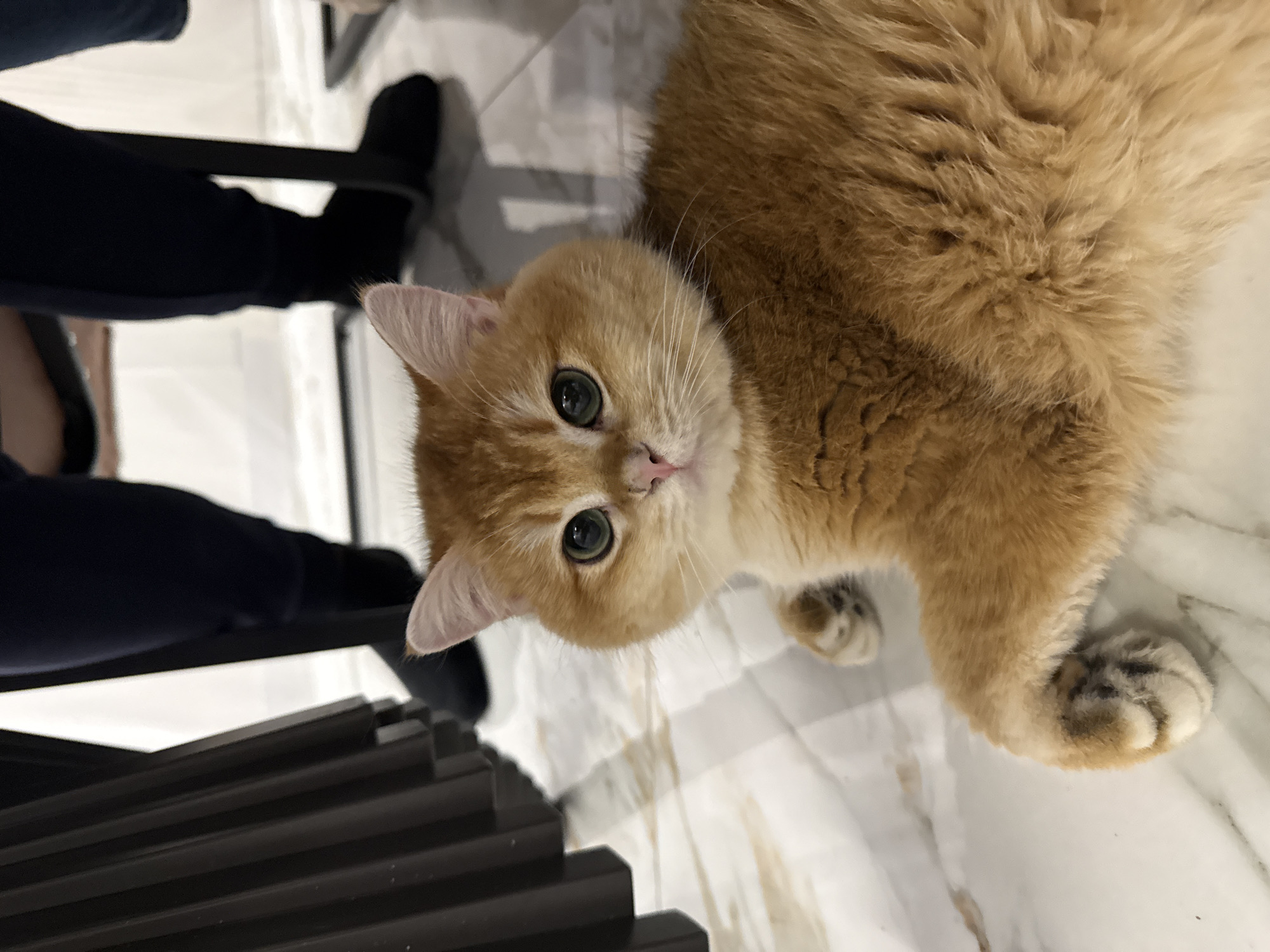 A golden cat with green eyes lies on a marble floor near a person seated in a black chair. The scene is indoors. The location of Молодёжный, Russia, is not discernible from the image.