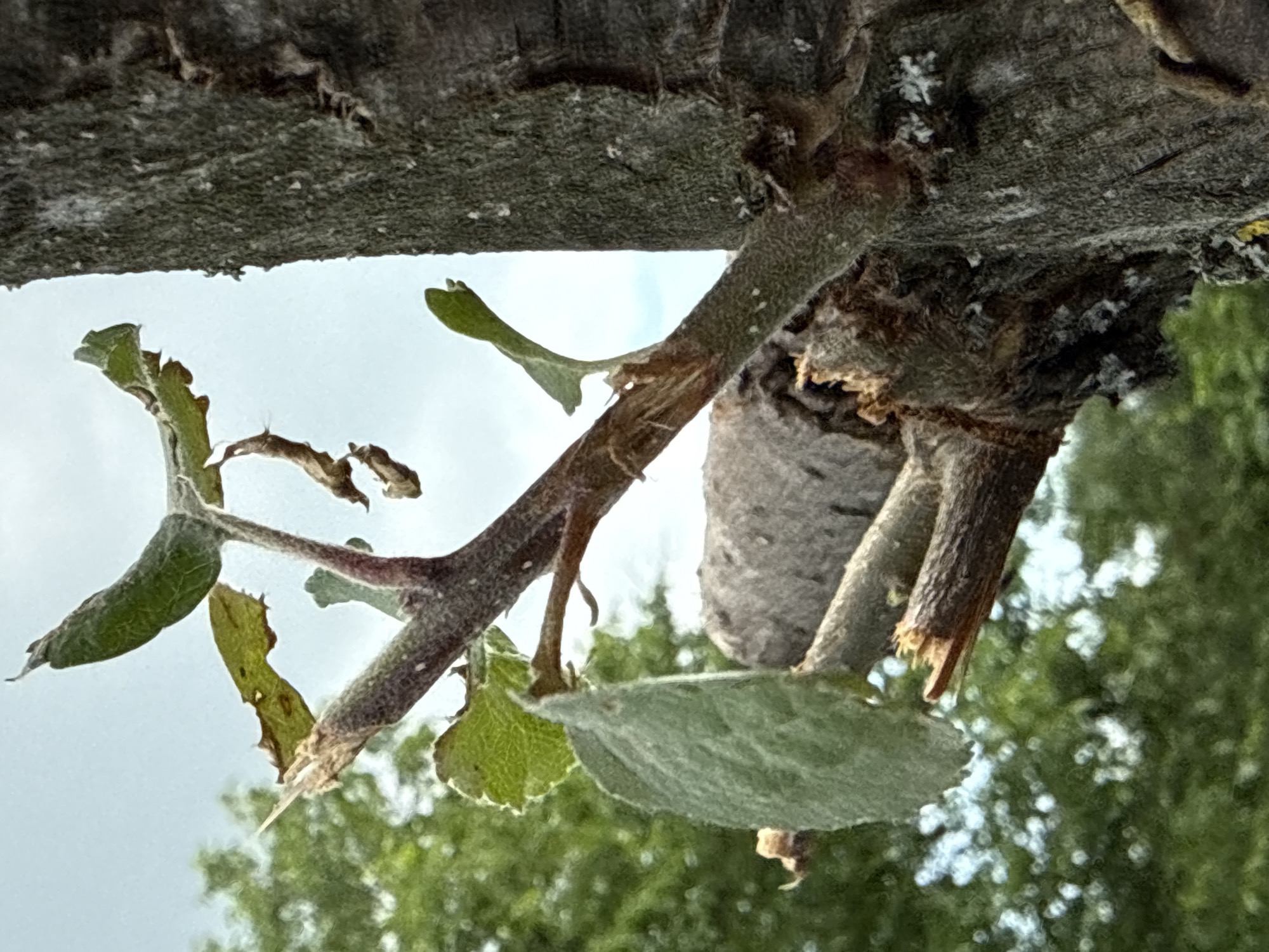 A close-up, low-angle shot focuses on a tree trunk with several branches extending outwards, set against a cloudy sky and a backdrop of blurred green foliage. The tree trunk is textured, appearing rough and dark gray. Several branches are visible, some with new green leaves and others appearing dead or broken, with frayed ends. One prominent branch, covered in a fine, fuzzy texture, has several small, bright green leaves emerging. Another branch on the left is thicker and appears to be broken at an angle, revealing a lighter wood interior. The overall impression is of a tree in a state of growth and decay, possibly in a natural or park setting within an urban environment. There are no people or animals visible in the image.