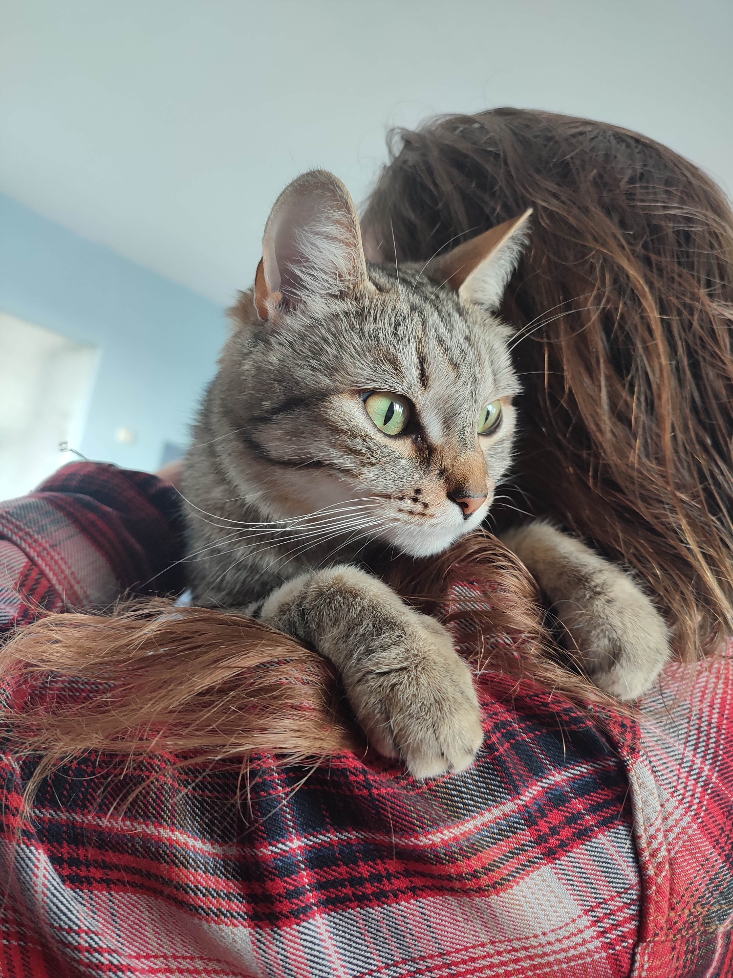 A domestic short-haired tabby cat with grey and brown striped fur, a white muzzle, prominent white whiskers, and bright green eyes is perched on the right shoulder and upper back of a person. The cat's front paws are visible, resting on the person's medium-brown, somewhat disheveled hair, which is styled over their shoulders. The person is wearing a red, black, and white plaid shirt, seen from behind. The cat's gaze is directed intently towards the right side of the frame, slightly downward. The background is a uniformly blurred, light blue surface, indicating an indoor setting with diffused lighting. The specific location in the city of Unknown, Unknown cannot be determined from the image.