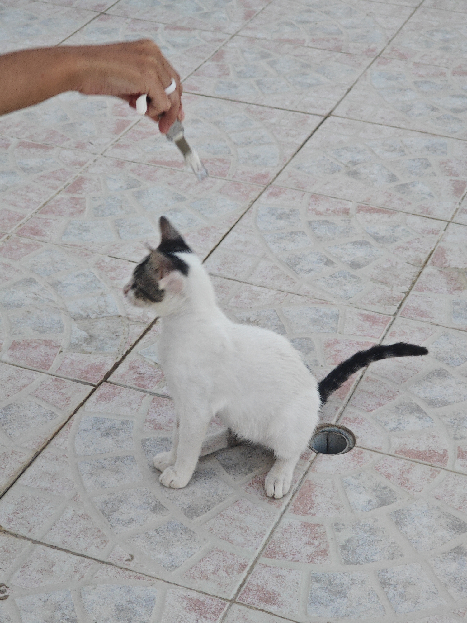 A white cat with black markings on its head and tail sits on a tiled floor. A human hand, wearing a ring, holds a paint brush with white paint on it above the cat. The tiled floor has a pattern of light pink, grey, and white tiles. A round drain opening is visible to the right of the cat. The image is taken outdoors in what appears to be a public space in Hiboun, Tunisia.