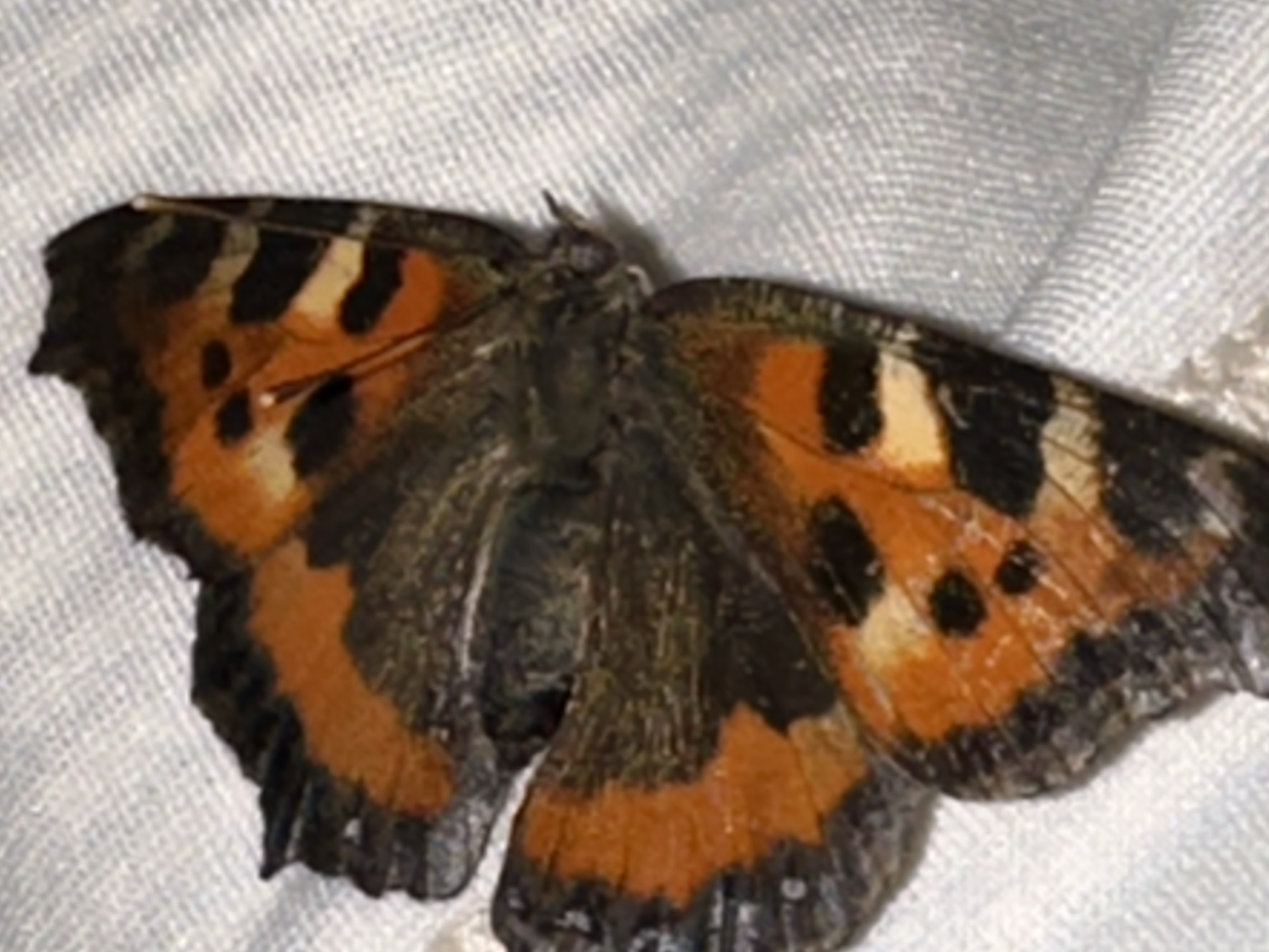 A dead butterfly, possibly a Tortoiseshell, is resting on a textured, light blue fabric surface. The butterfly exhibits distinctive orange and black markings with some white accents. Its wings are partially open, revealing intricate patterns. The fabric surface appears to be a light blue textile with a woven pattern. The scene is devoid of any human presence or activity, and the background is undetailed. There is no information available regarding the location in the city of Kharnavy, Russia.